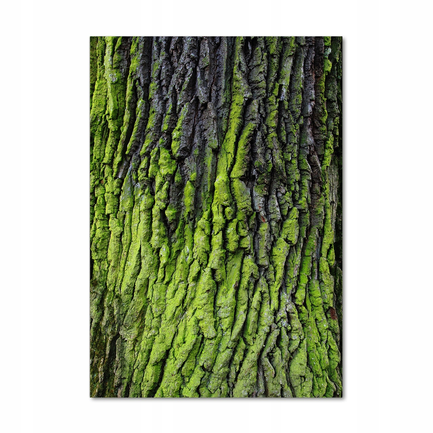 

Nowoczesny fotoobraz akrylowy Kora drzewa 70x100cm