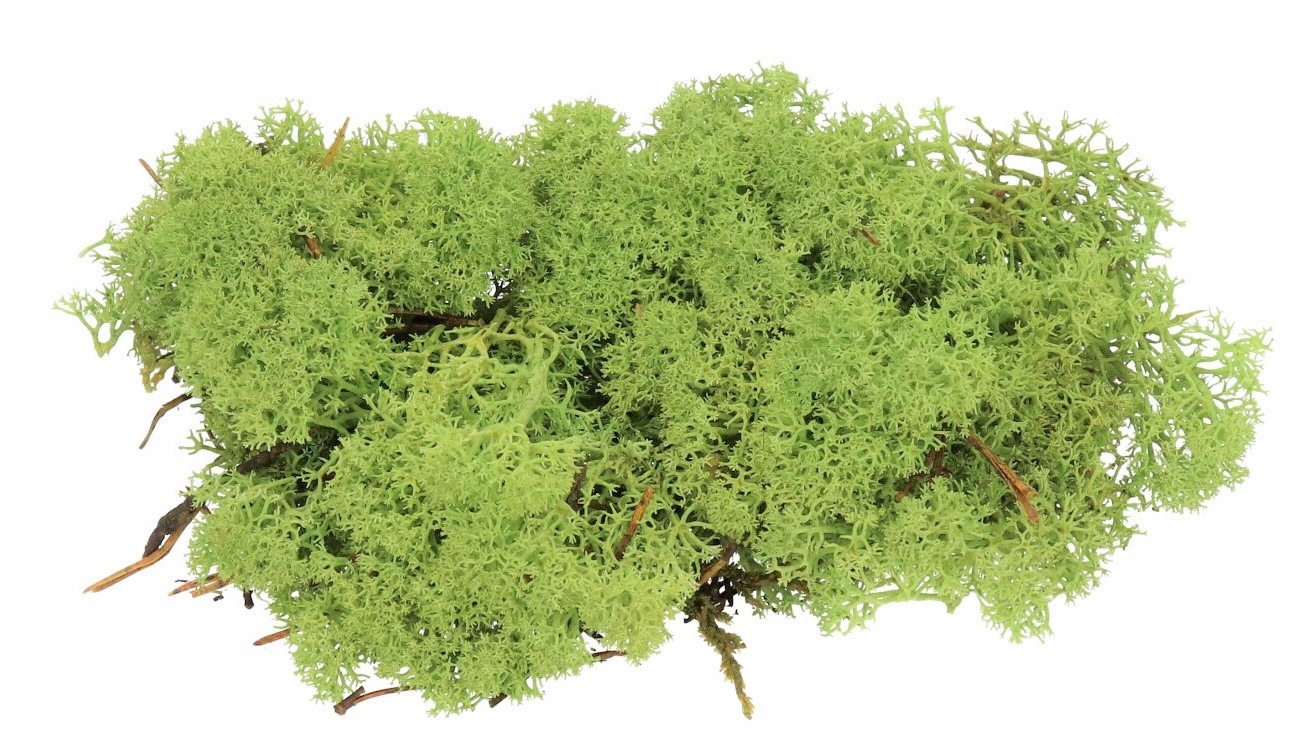 

Mech Chrobotek 35G Ozdoba Naturalna Dekoracja