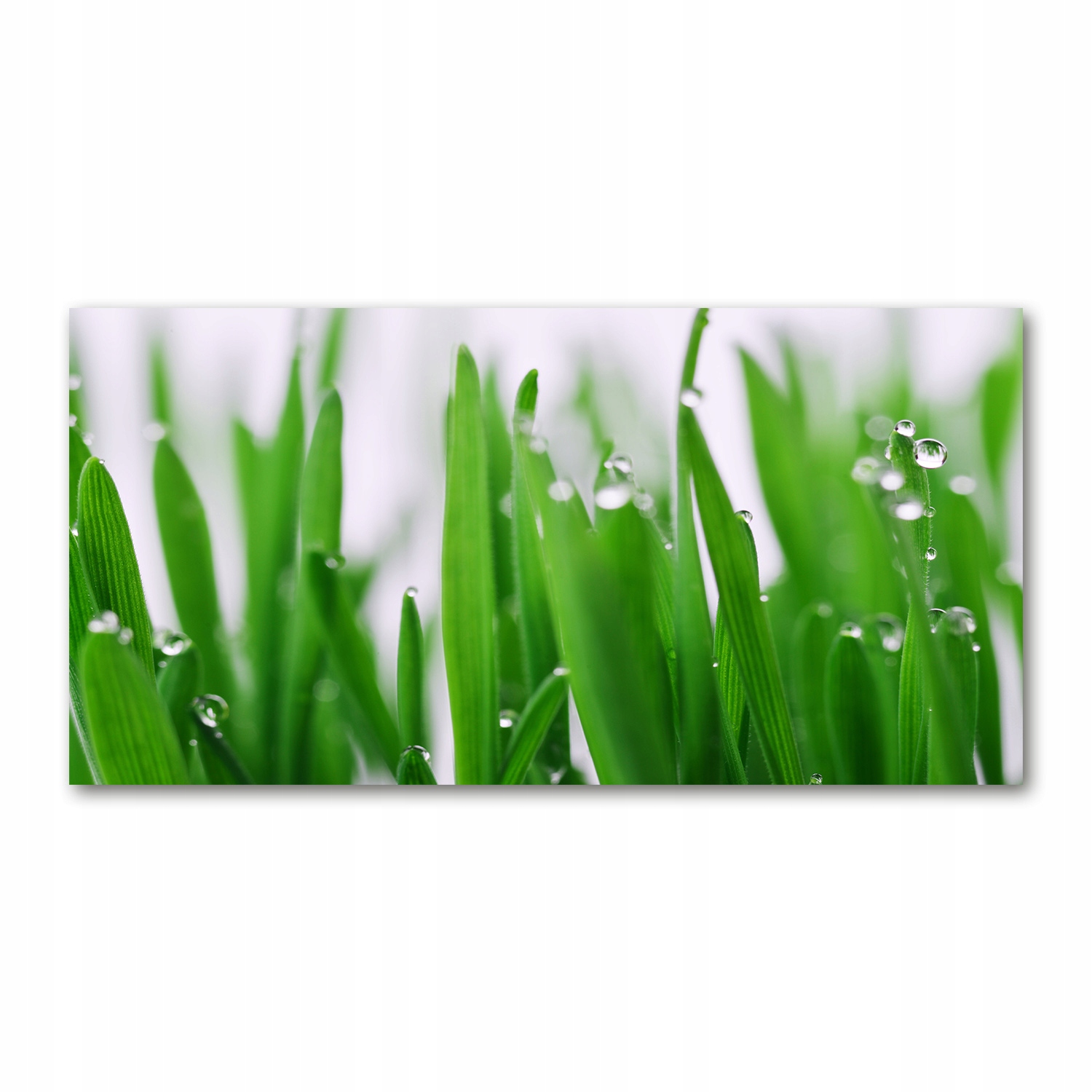 

Foto obraz akryl zdjęcie Źdźbła trawy 120X60 cm