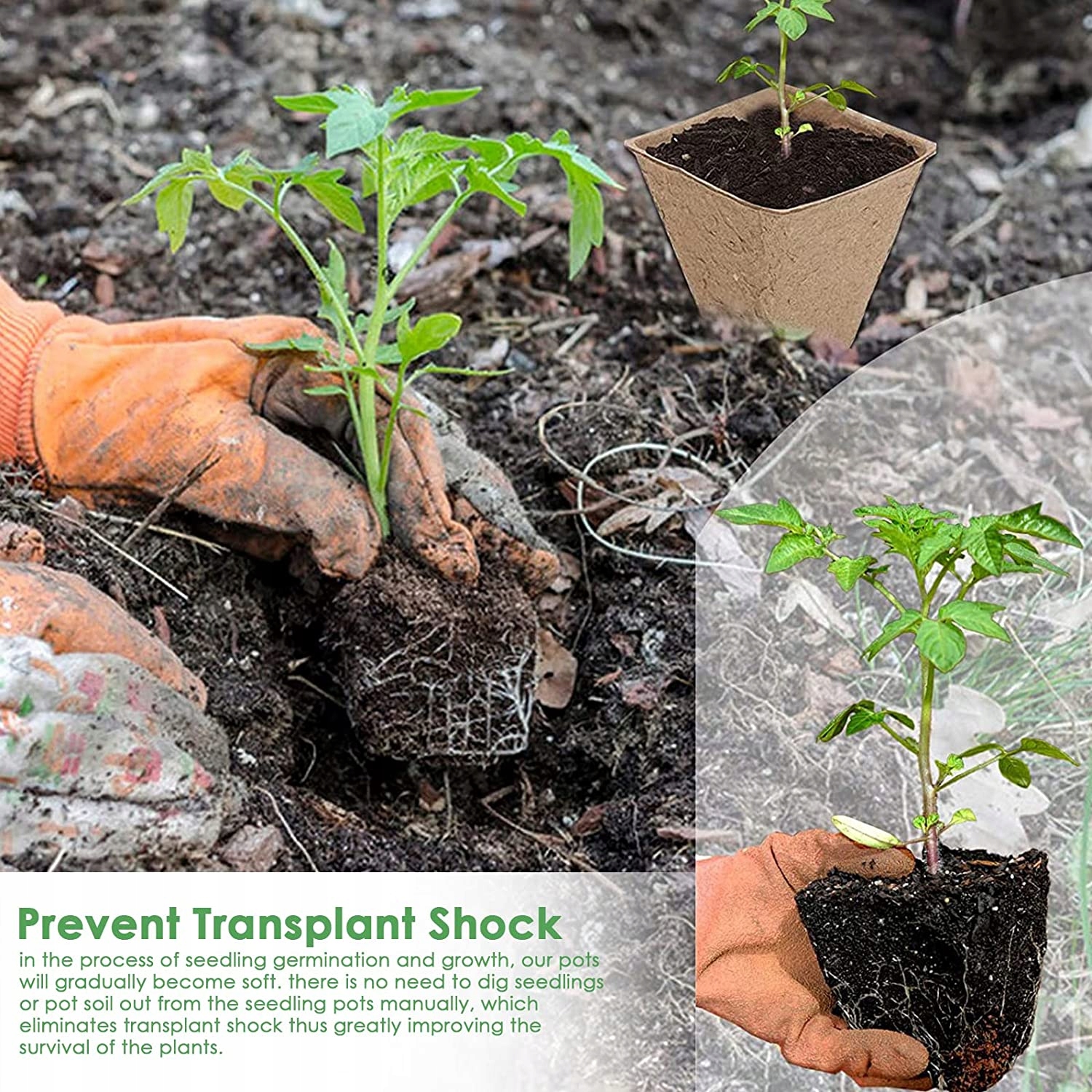 ZESTAW BIODEGRADOWALNYCH DONICZEK DO UPRAWY NASION SADZONEK ZIÓŁ ROŚLIN Kod producenta ERGDFER3342