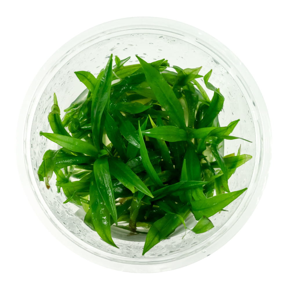 Echinodorus Latifolius In Vitro kubek 10 cm