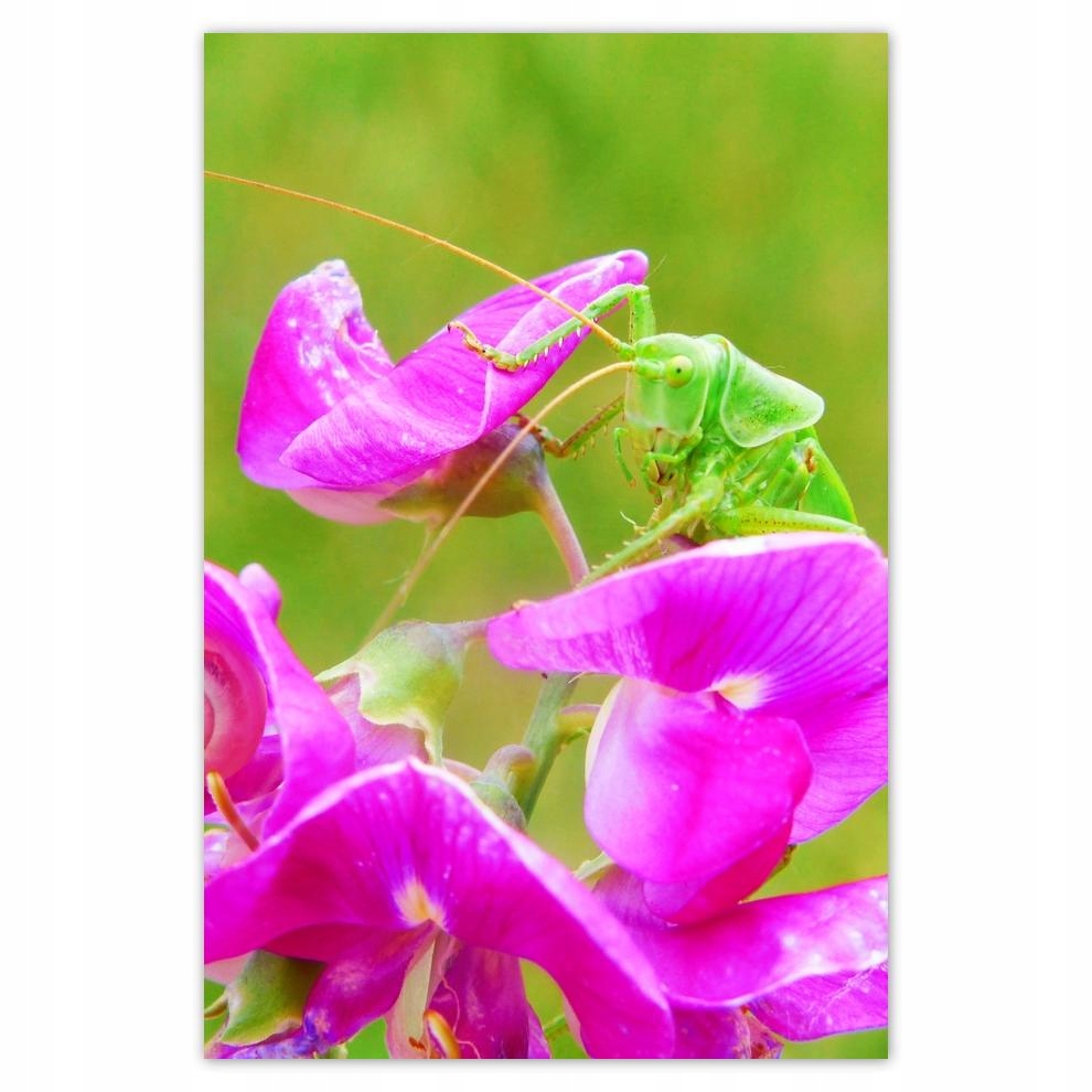 

Plakat 62x93 Zwierzęta Zwierzątka