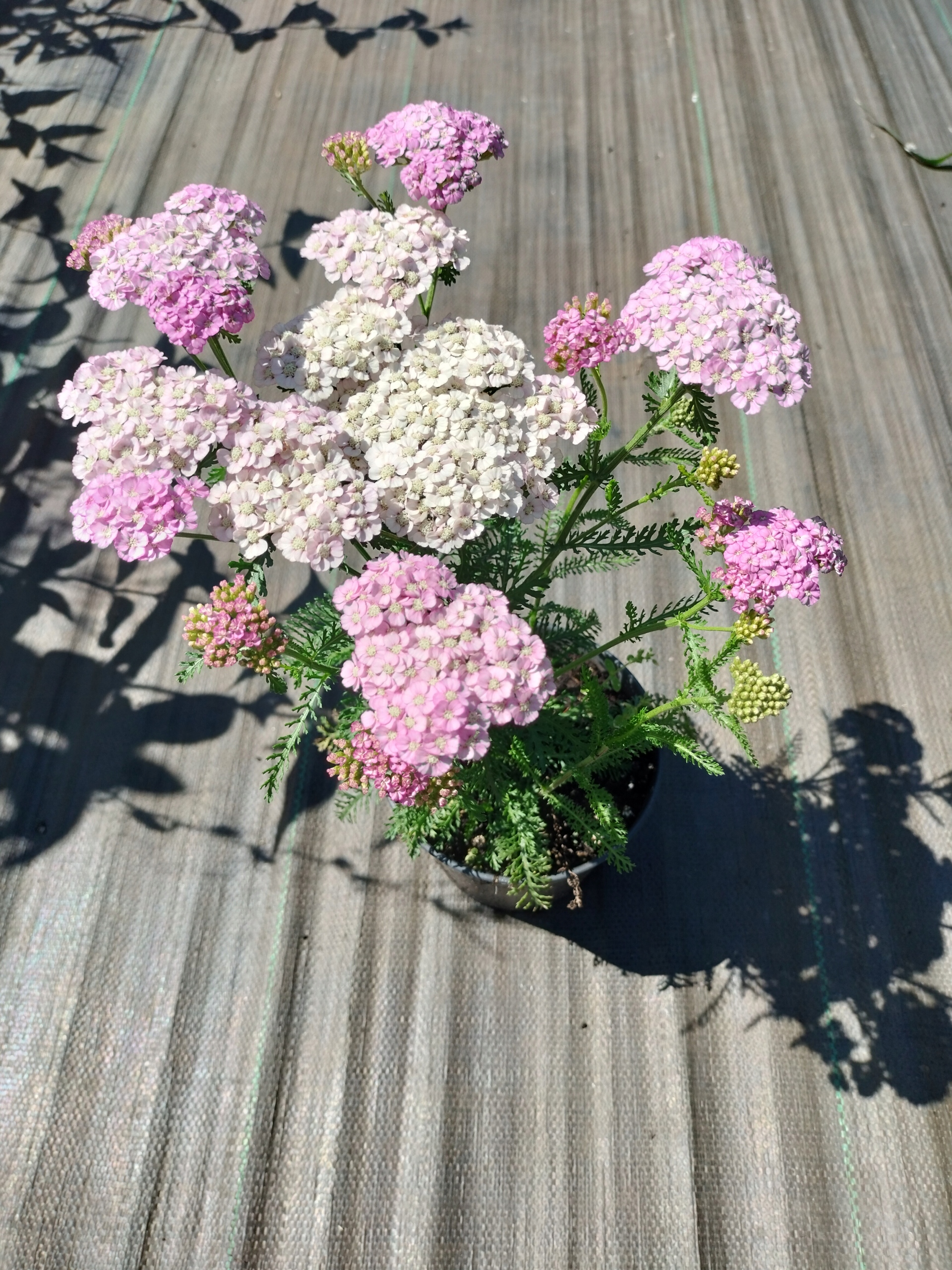 Krwawnik 'Skysail Bright Pink' Achillea Wysokość sadzonki 20-40 cm