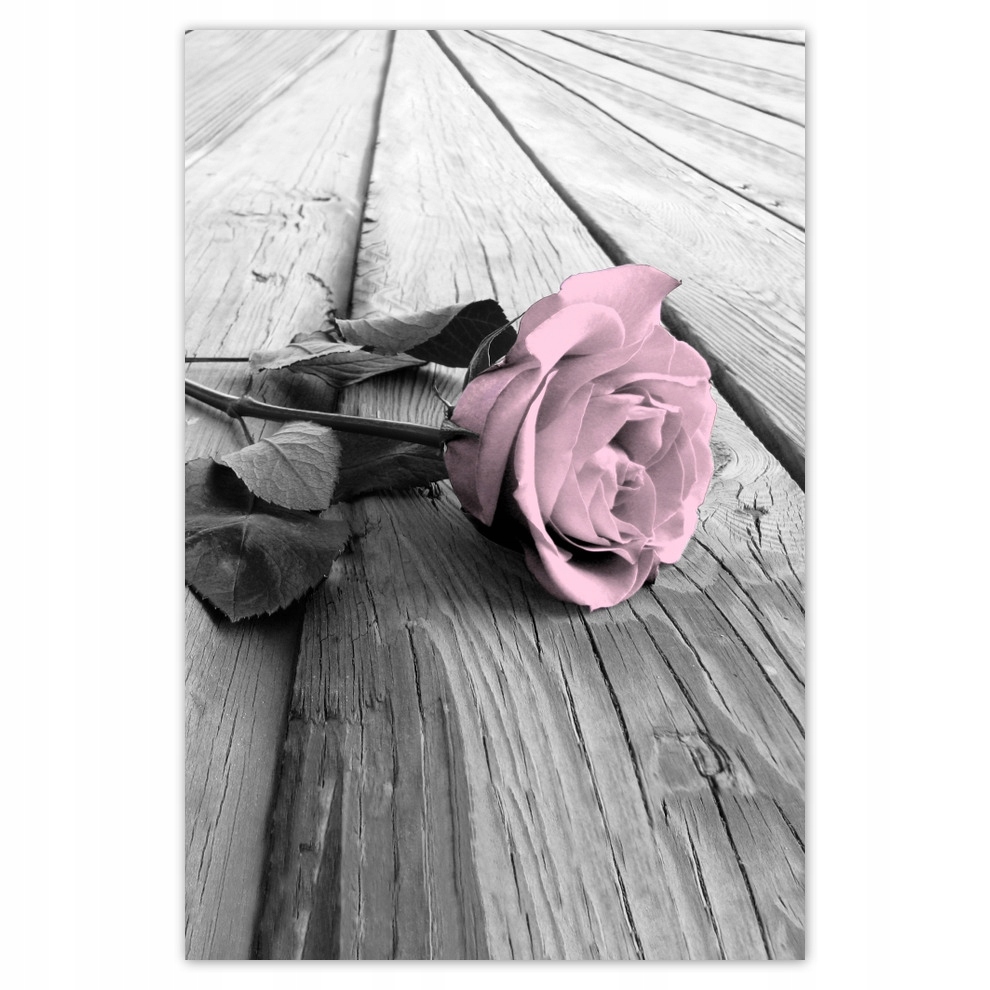 

Plakaty 62x93 Pudrowy róż Old pink Rose