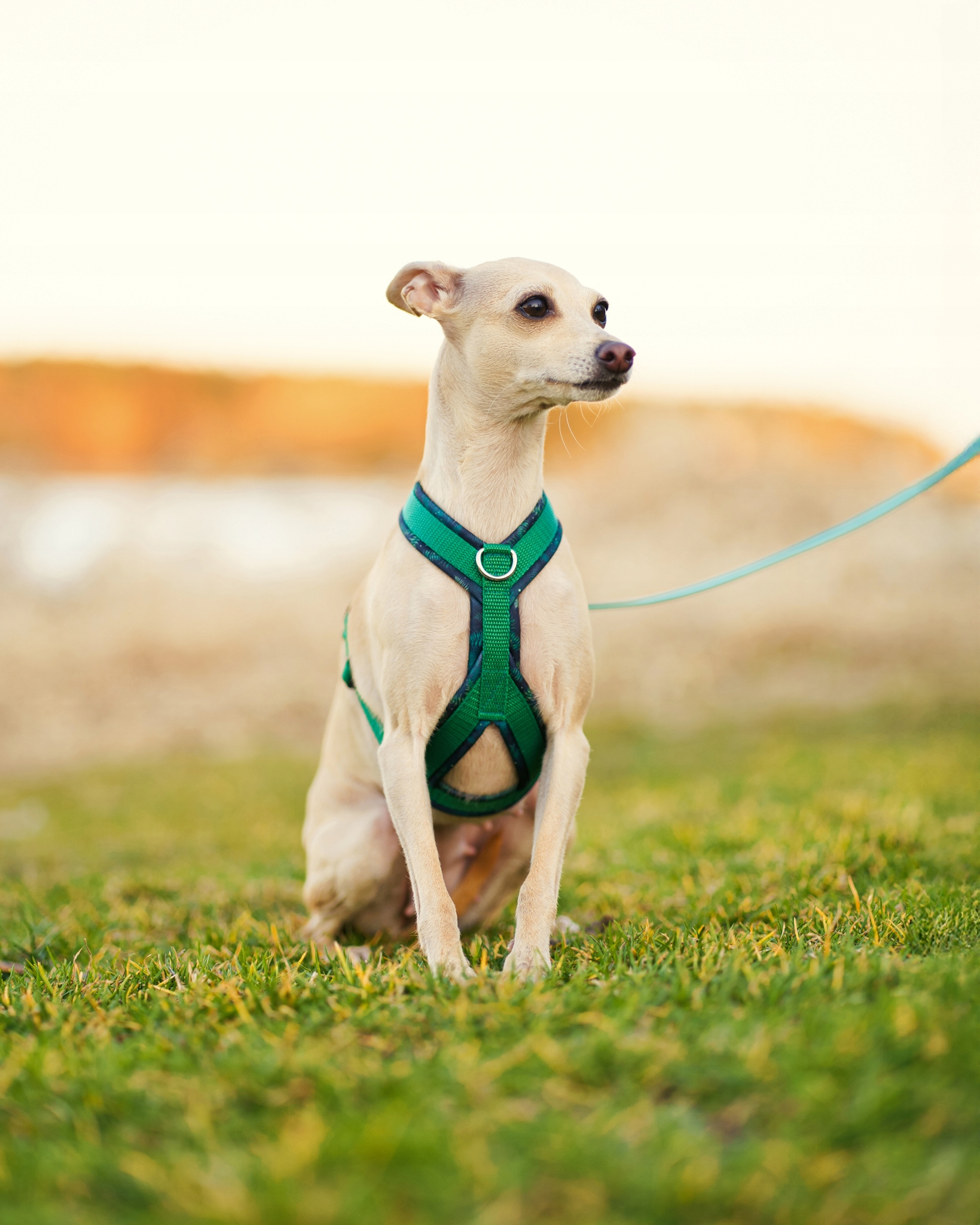 Levně Postroj pro Whippeta „Evergreen Forest“ – zelená verze