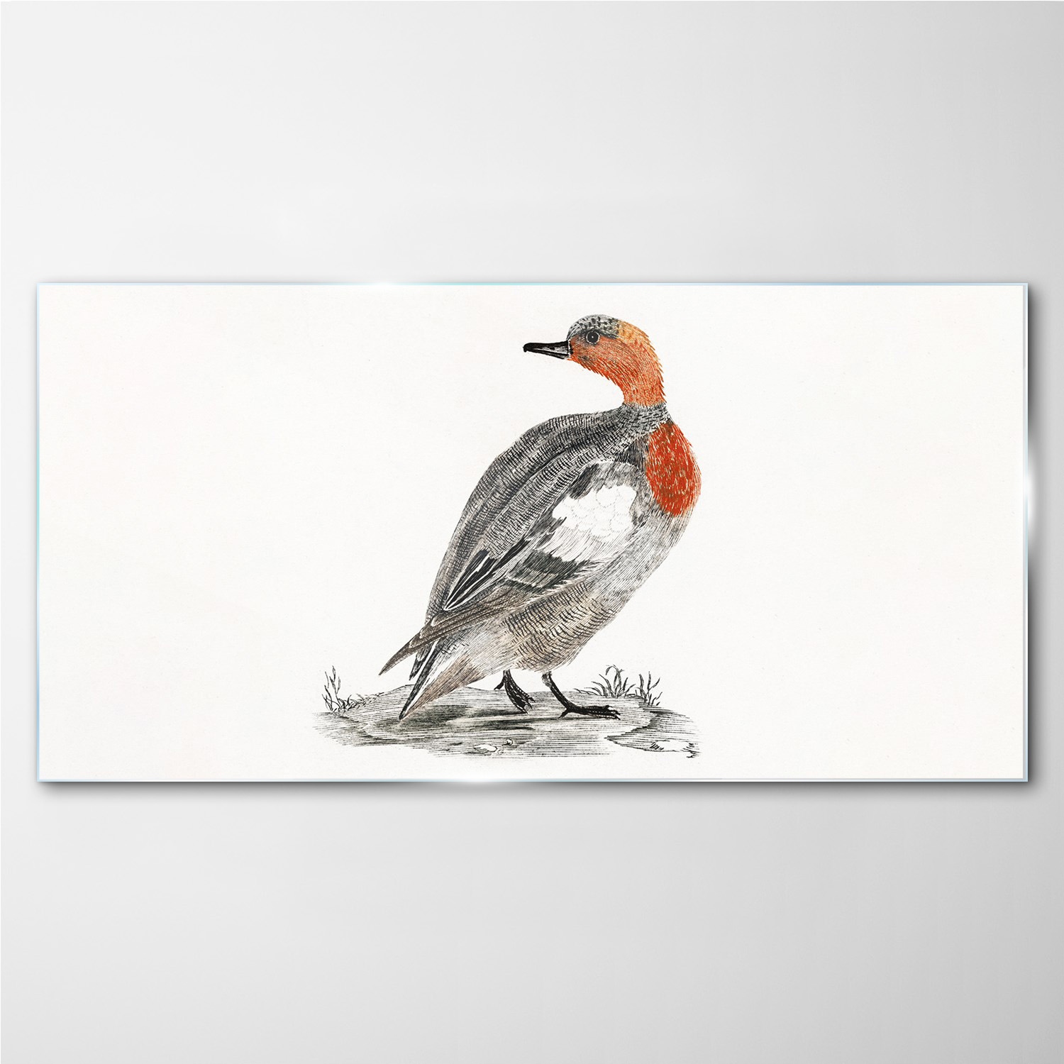

Foto-obraz na szkle Zwierzę ptak kaczka 140x70 cm
