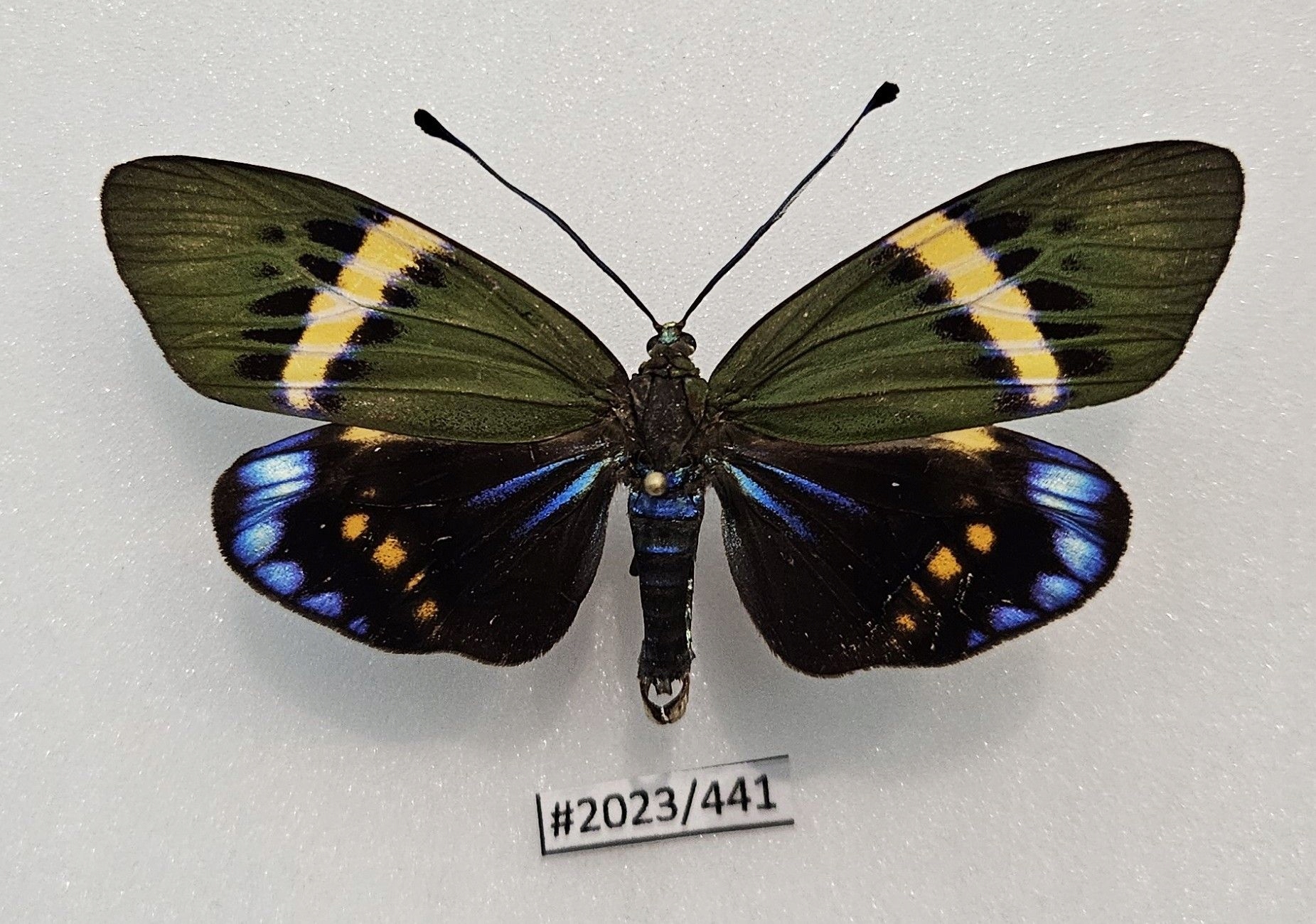 Motyl Eterusia repleta .