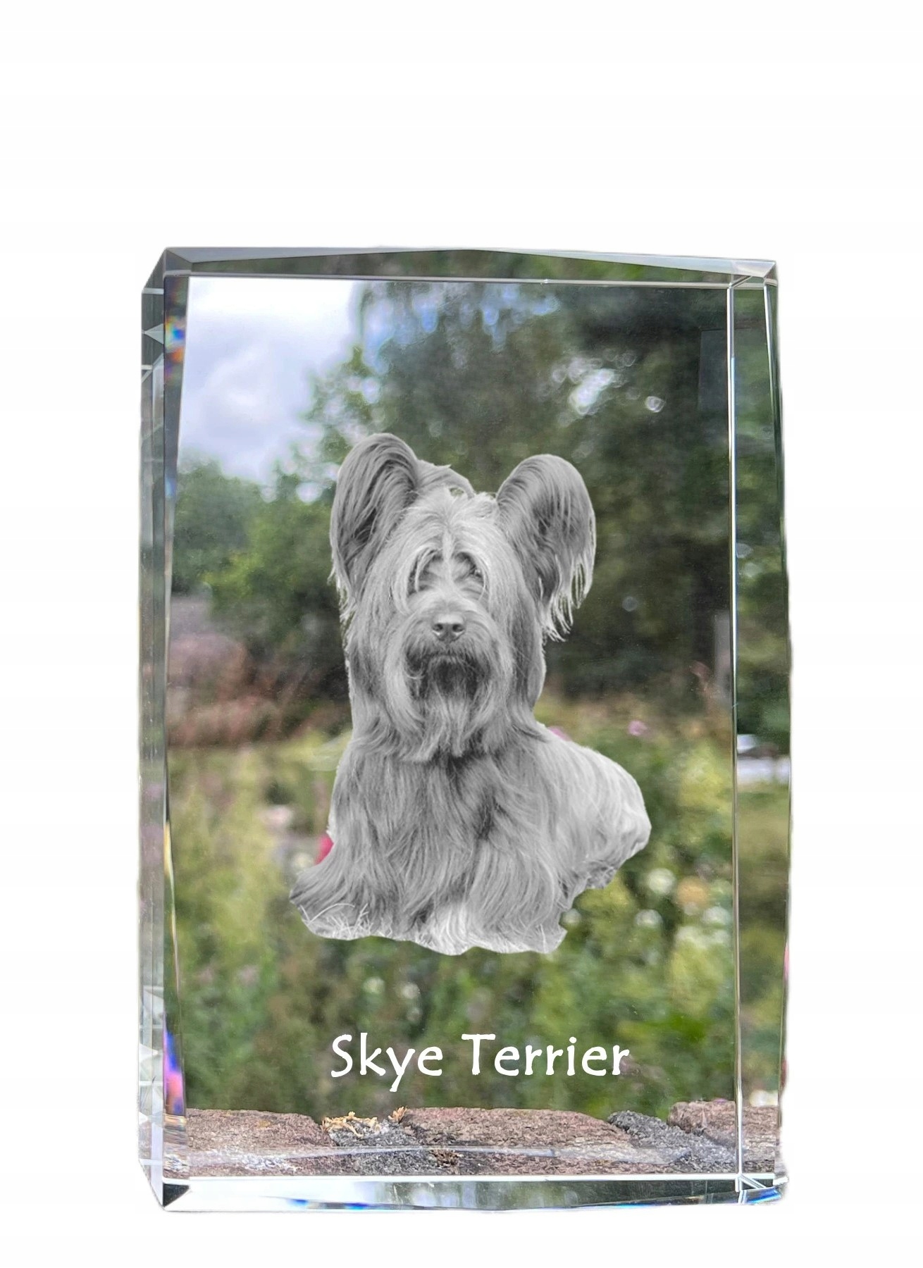 Skye Terrier kryształ ze zdjęciem psa, zdjęcie w szkle, nowoczesna ekspoz