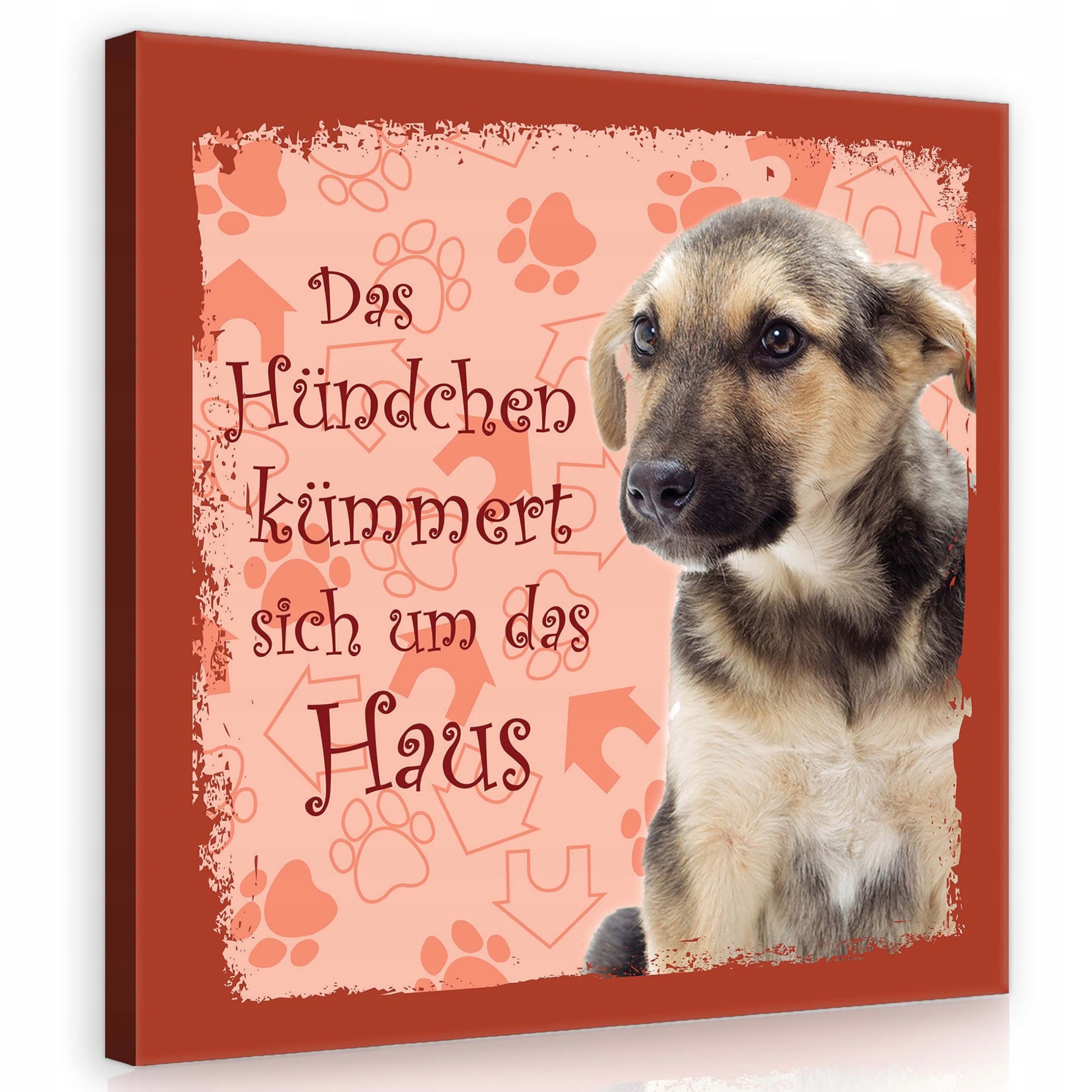 Obraz 80x80 Štěňátko pes pečovatelský dům roztomilé zkažené německé otisky