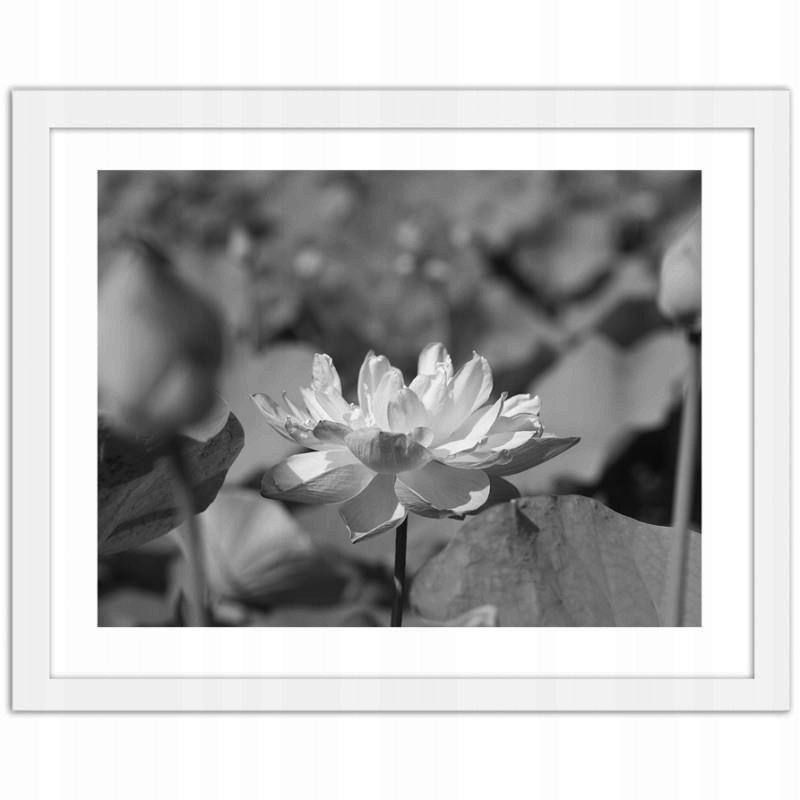 

Obraz W Ramie Do Biura Lilie Wodne Kwiaty 120x80