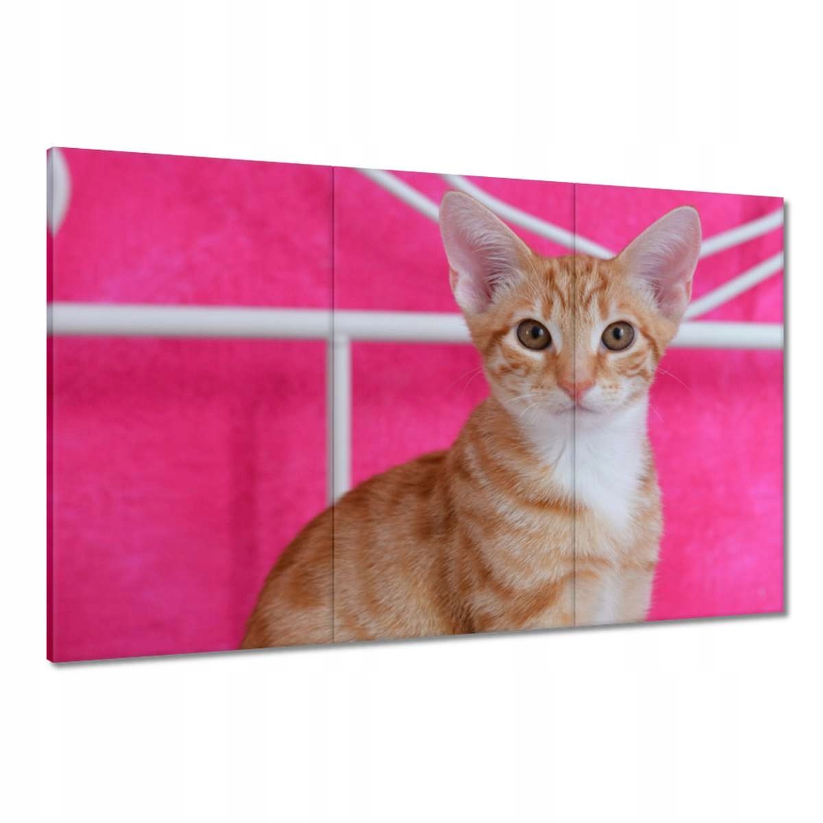 Obrazy 120x80 Kočička Kočky Kicia