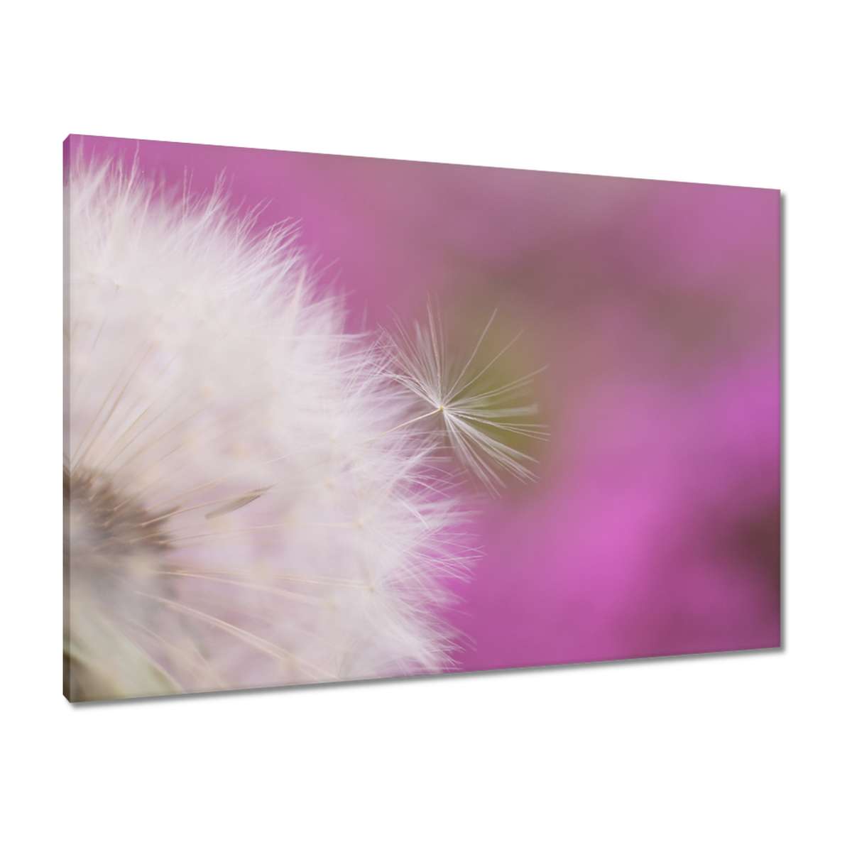 Obrazy 100x70 Pampeliška Květ Květiny
