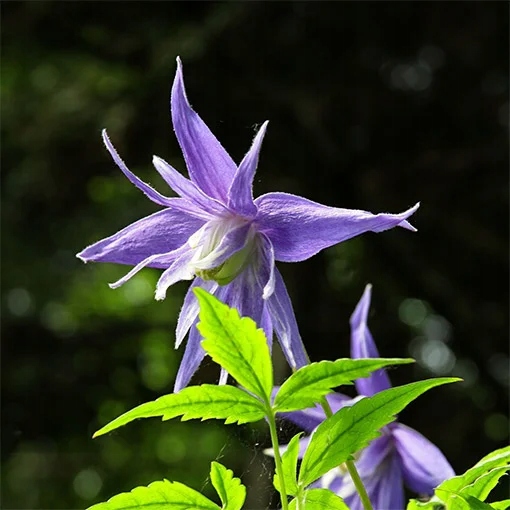 Clematis 'Maidwell Hall' poj. p9/C1