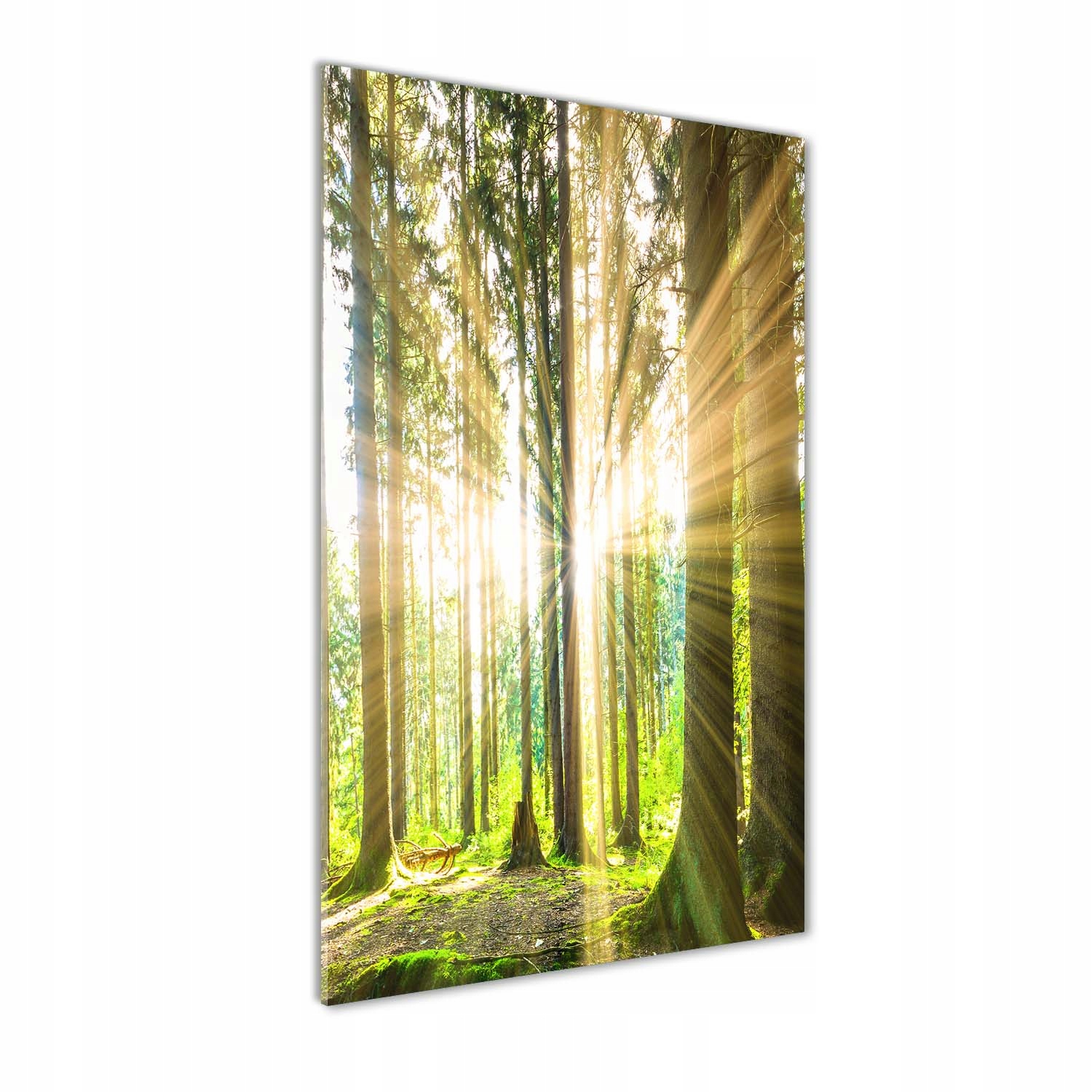 

Foto obraz zdjęcie na szkle Słońce w lesie 50x100