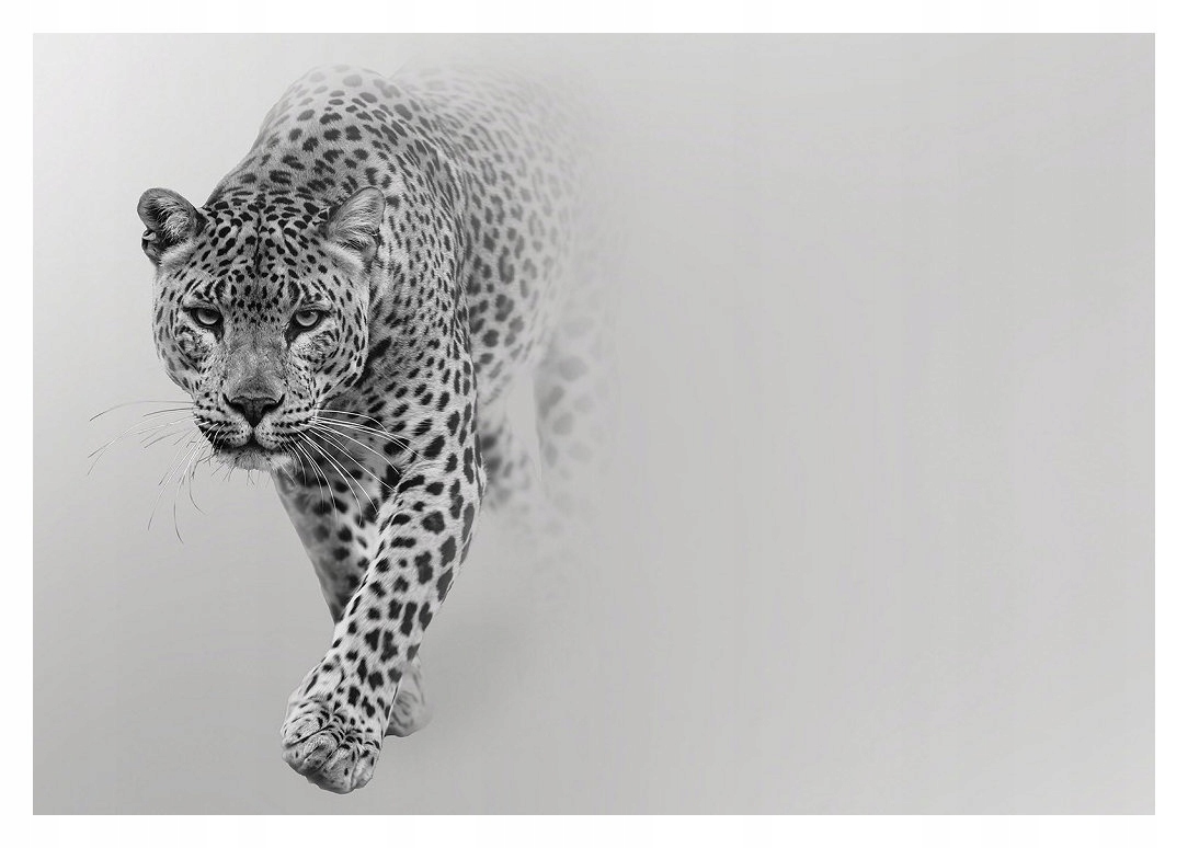 Vliesová fototapeta Leopard Čiernobiela grácia a sila 416x254 lepidlo