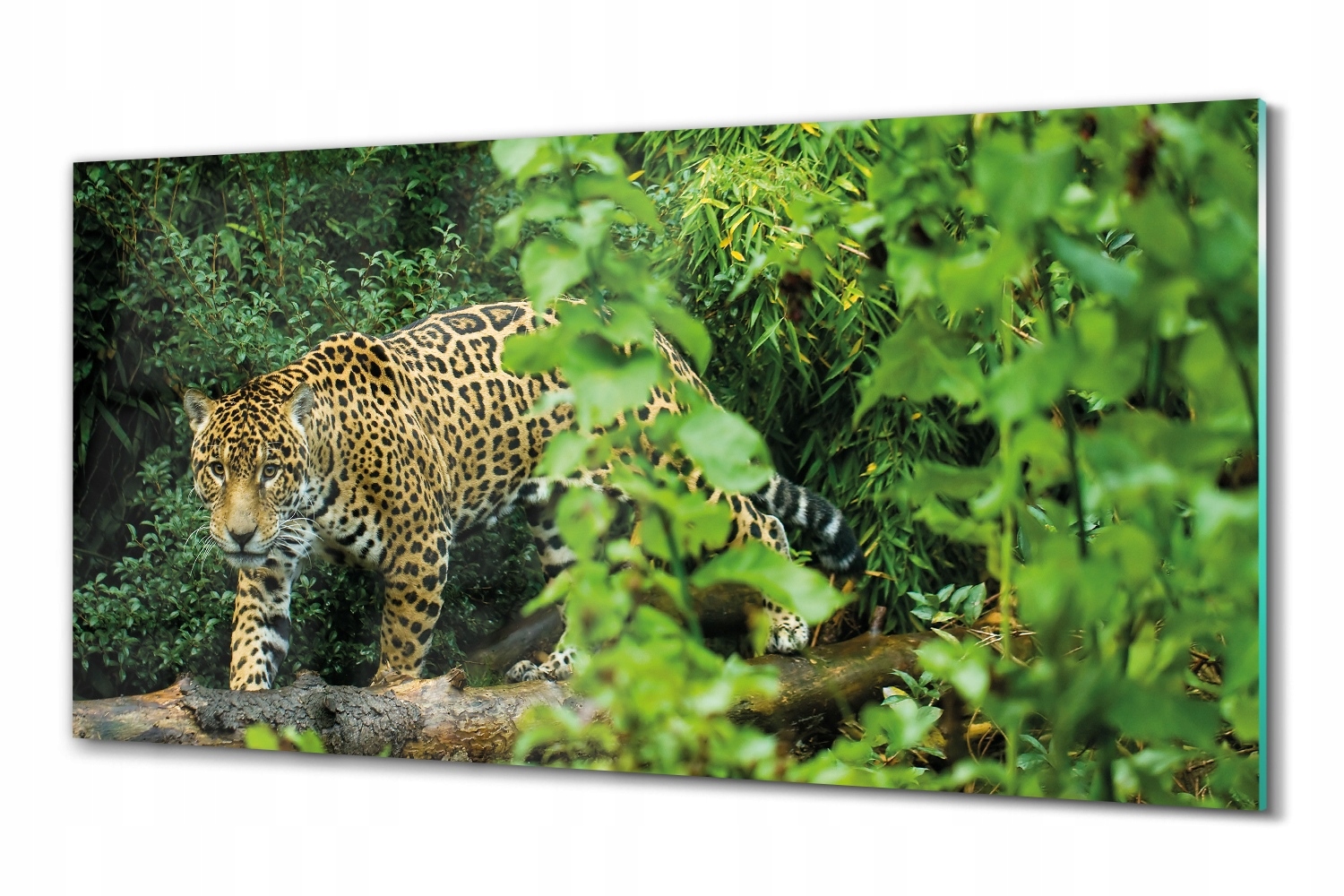 Foto na skle Jaguar džungle les 100x50