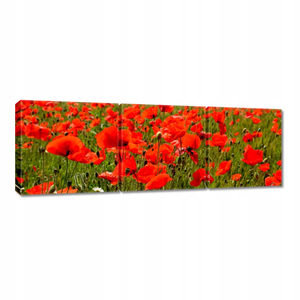 

Obrazy 60x20 M0rze maków