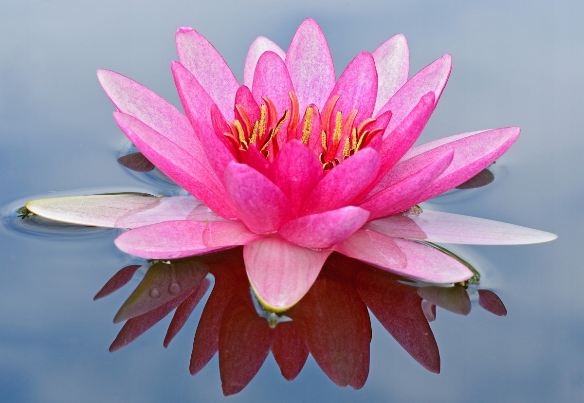 

Tapeta flizelinowa Różowa lilia wodna 152x104