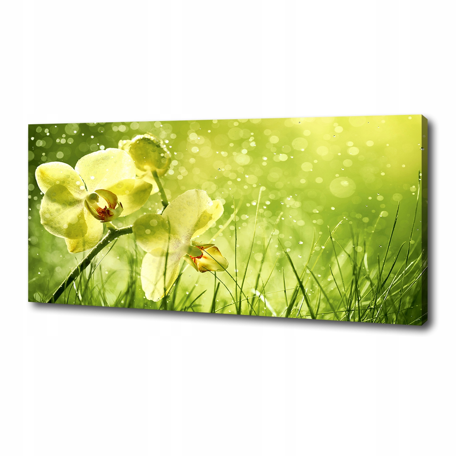 

Foto obraz canvas na ścianę Orchidea 125x50 cm