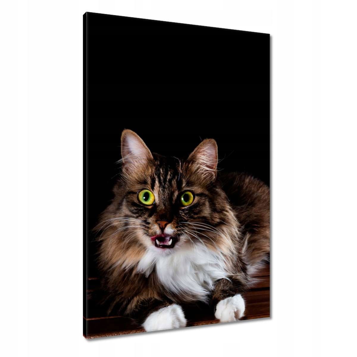 Obrazy 60x90 Krásná dlouhosrstá kočka