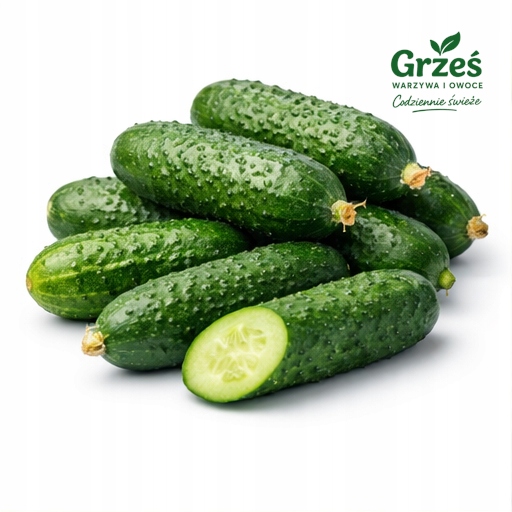 Zemní okurky Polské čerstvé 10 Kg na Malosolené a Kysané Sklizeň 2026