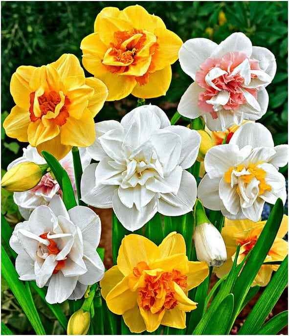 Cebulki narcyzów narcyzy odmiany Rarytasy 20 szt.