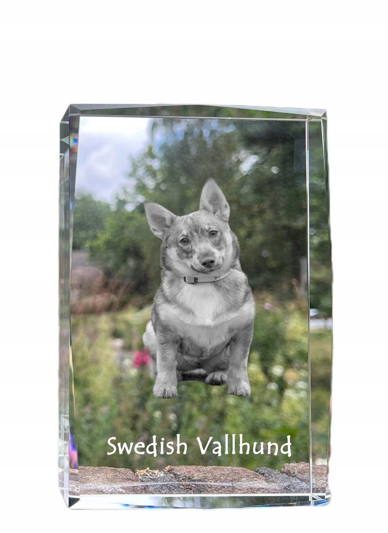 Švédsky Vallhund fotografia psa v kryštáli, suvenír, trofej, poďakovanie