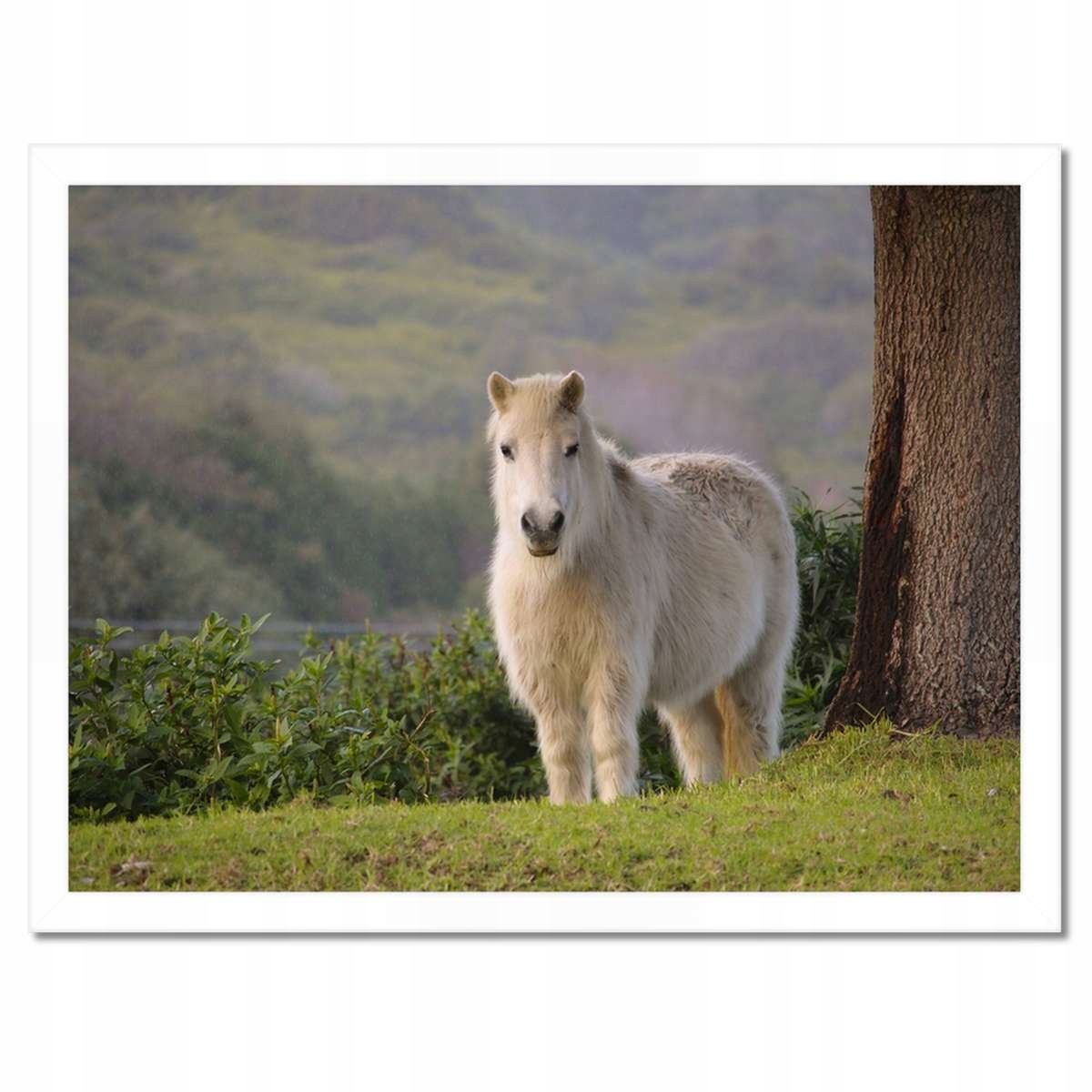 Plakáty v rámu 40x30 Kůň Koně Jezdectví