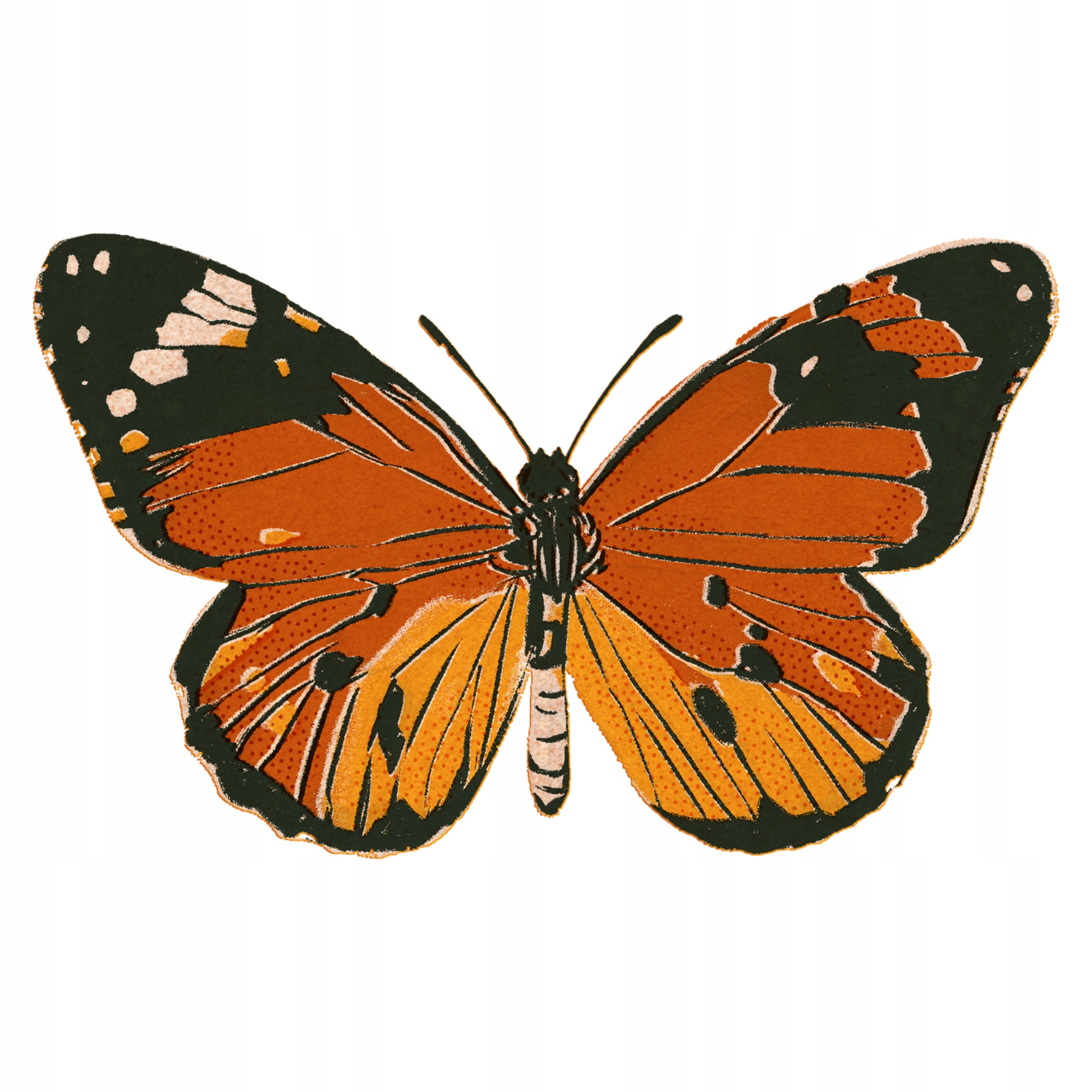 

Naprasowanka Motyl Termo Naklejka Aplikacja