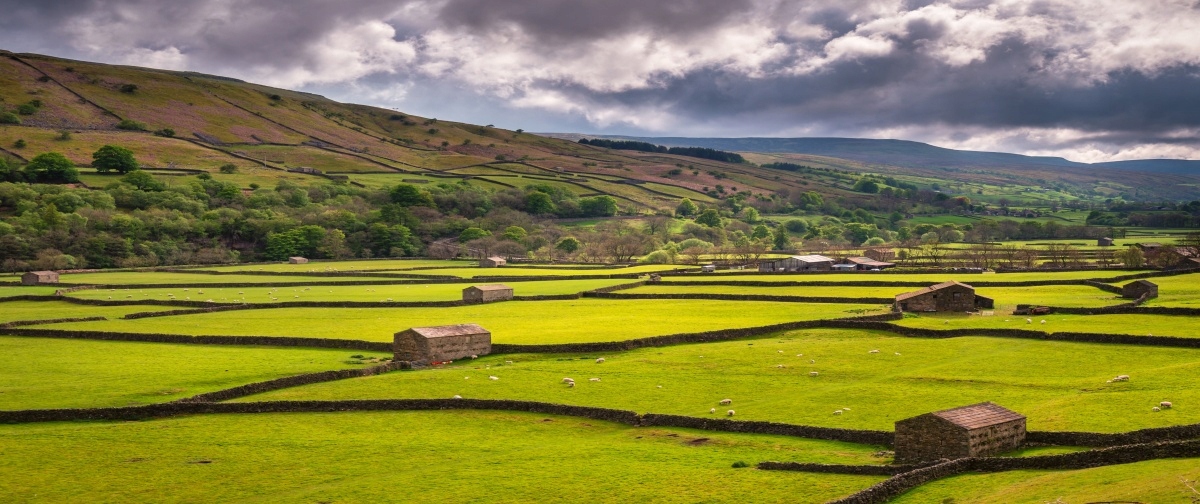 

Fototapeta Flizelinowa Pole Yorkshire 250x104