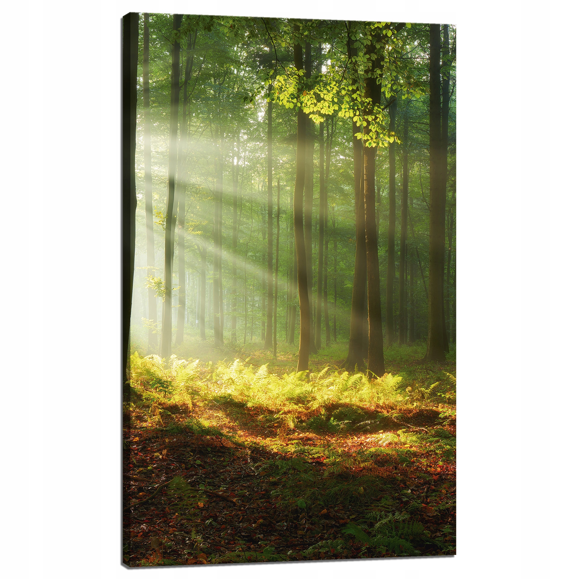 Obraz na plátně Světlo v lese Příroda Stromy 60x100 cm Ideální jako dárek