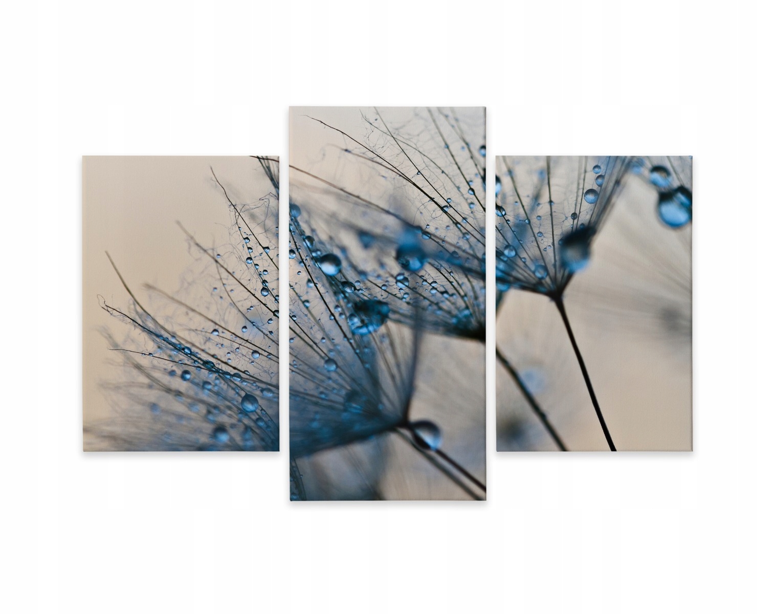 

Obraz Tryptyk Dmuchawiec Krople Wody Macro 90x60