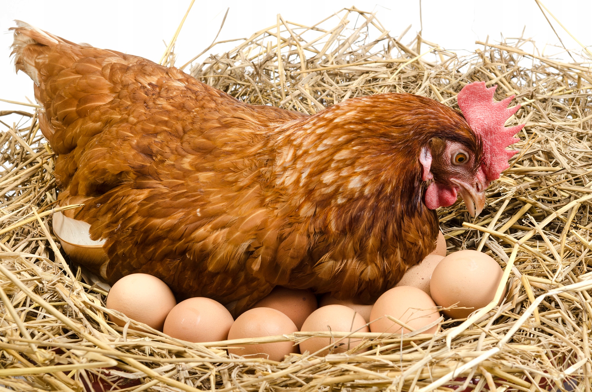 Por que las gallinas ponen huevos