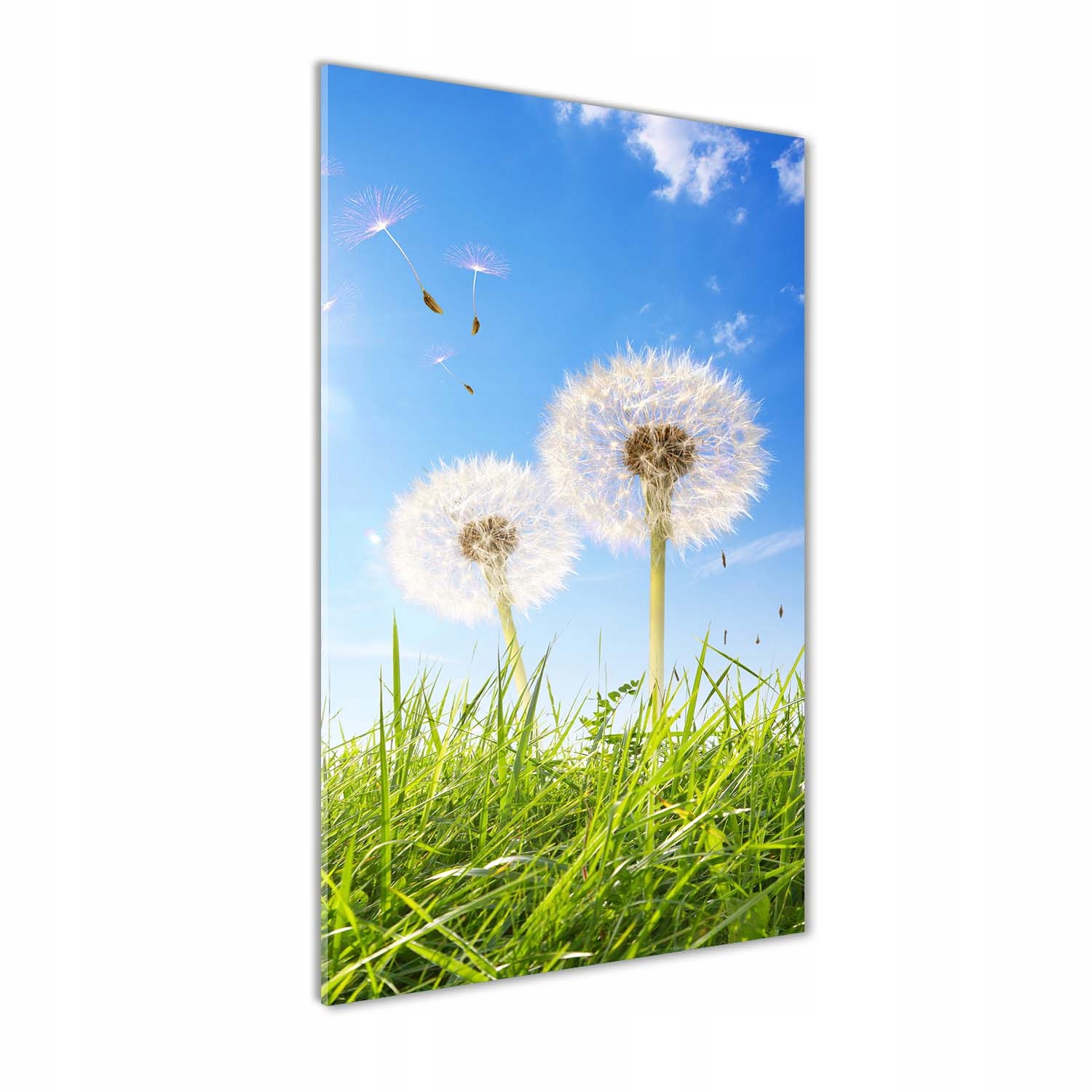 

Foto obraz akrylowy Dmuchawce na łące 50x100 cm