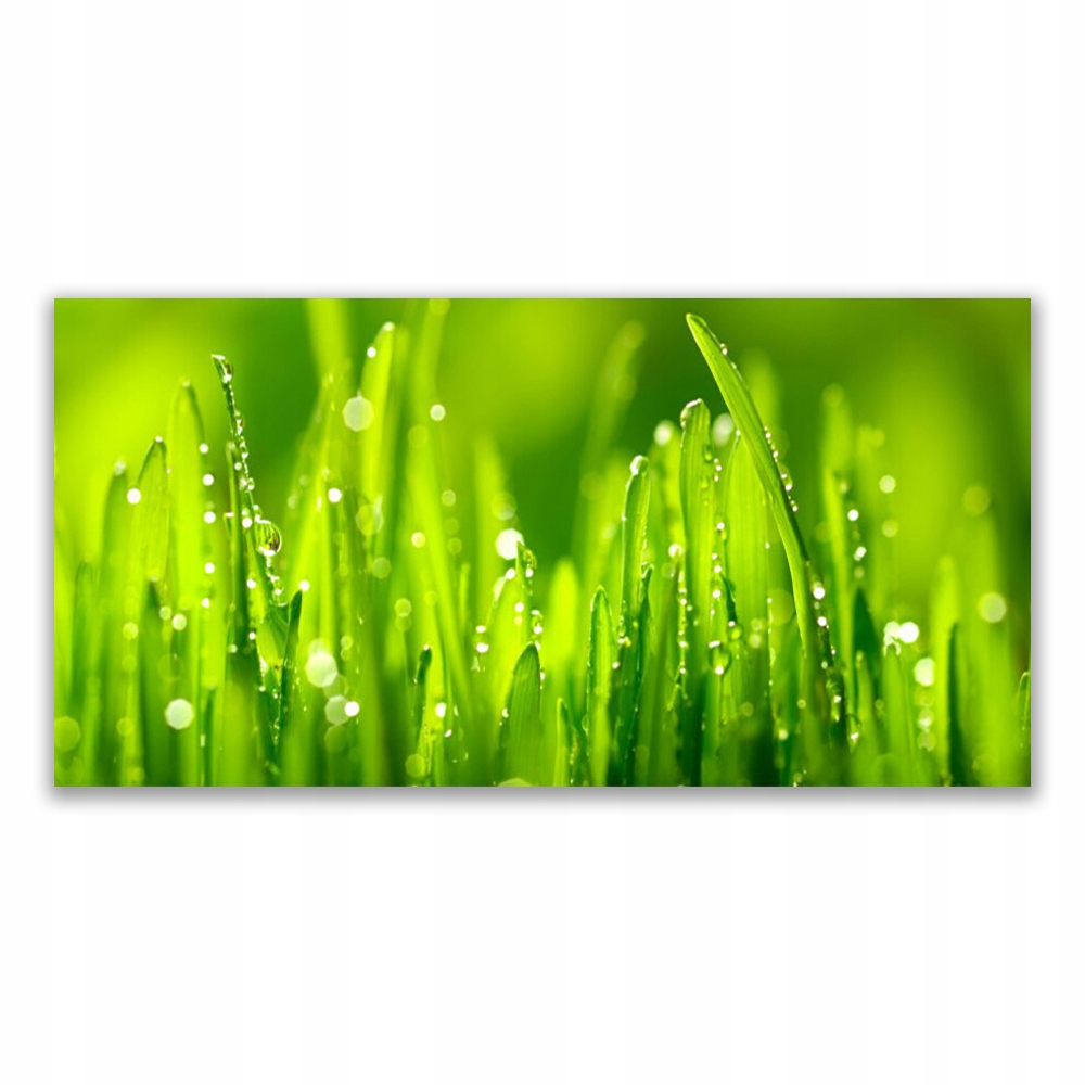 

Fotoobraz akryl 120x60 Zielona Trawa Krople Rosy