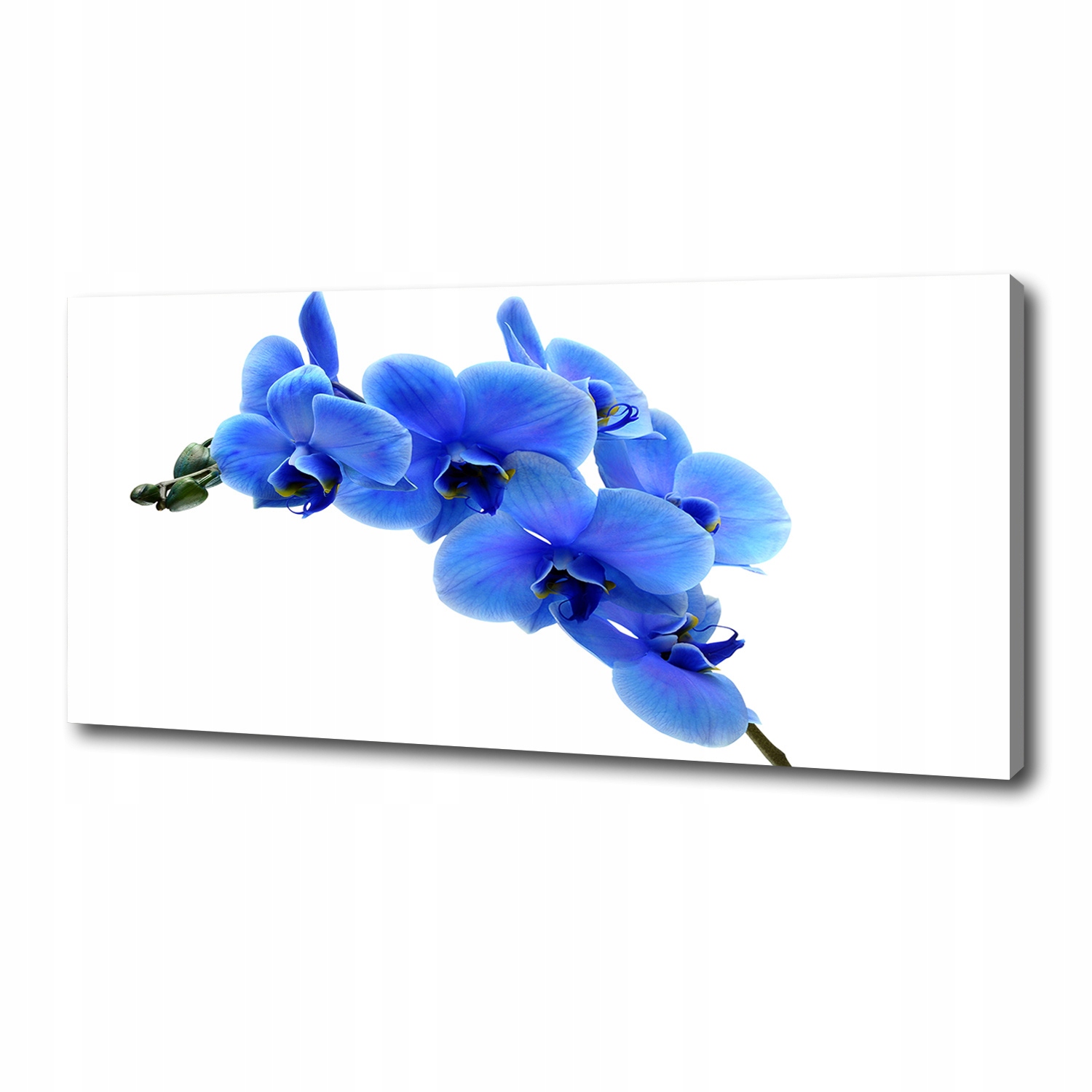 

Foto obraz na płótnie Niebieska orchidea 125x50 cm