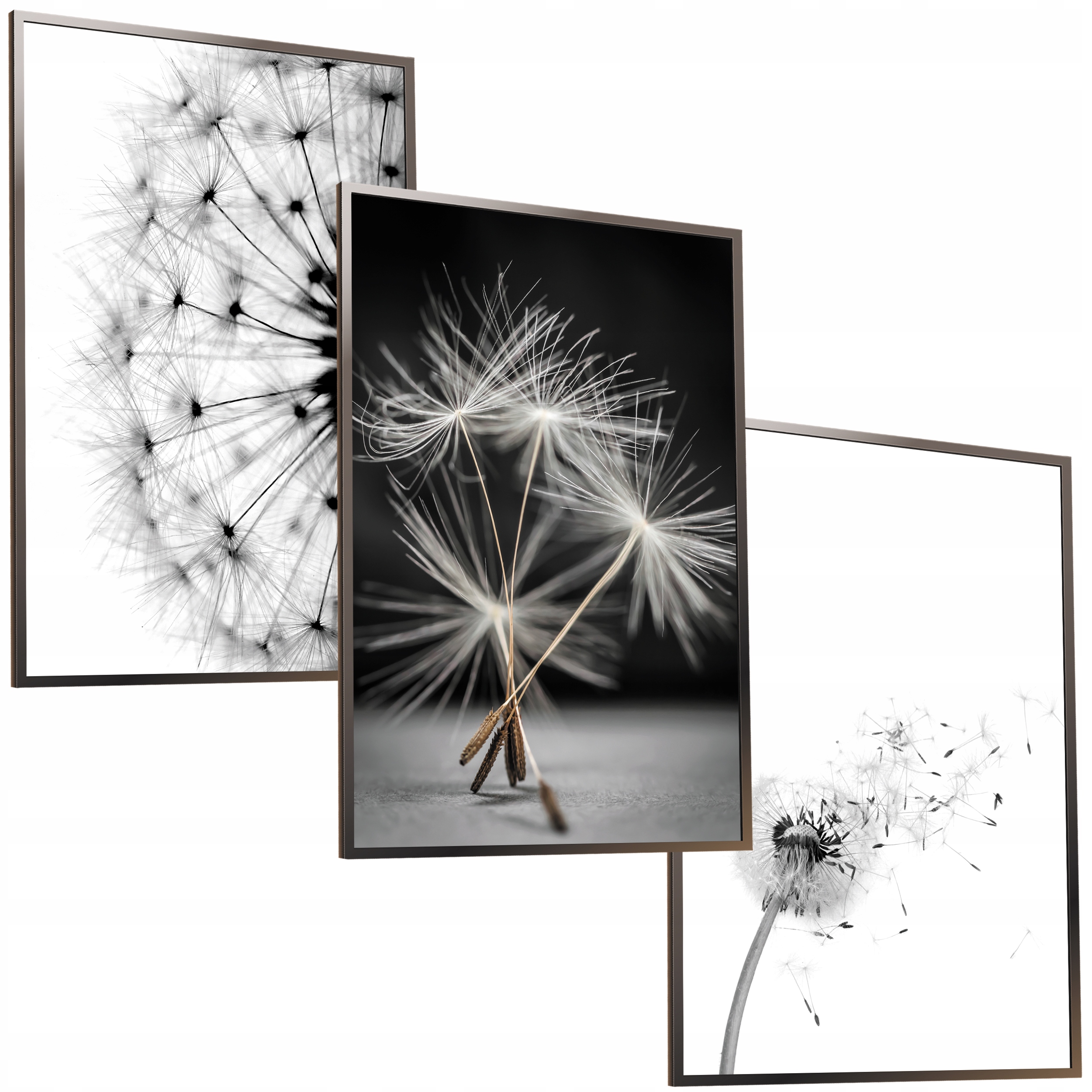 ZESTAW 50x40 RAMKA PLAKAT OBRAZ DMUCHAWCE MLECZ