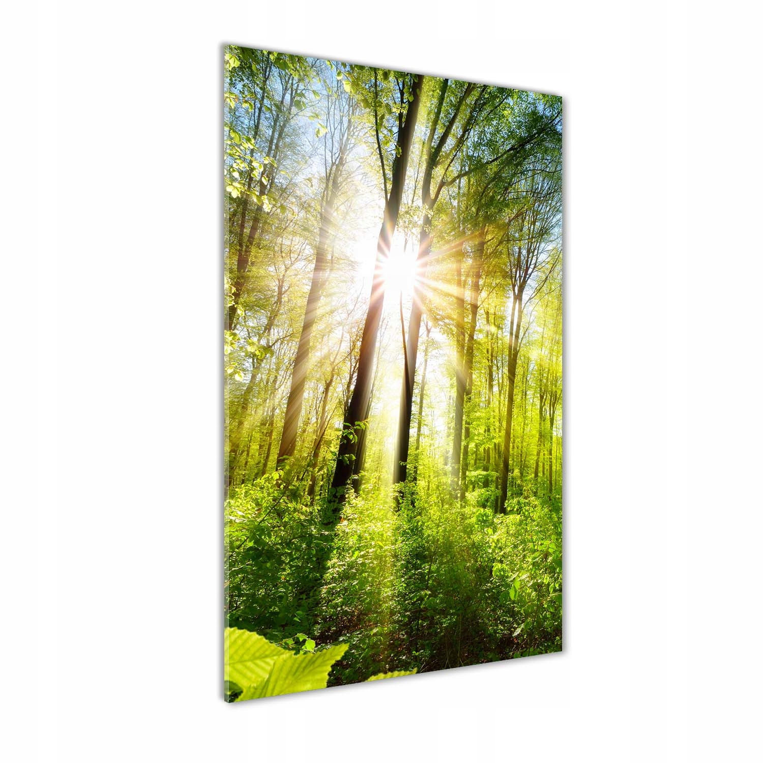 

Foto obraz akryl do salonu Słońce w lesie 70x140cm