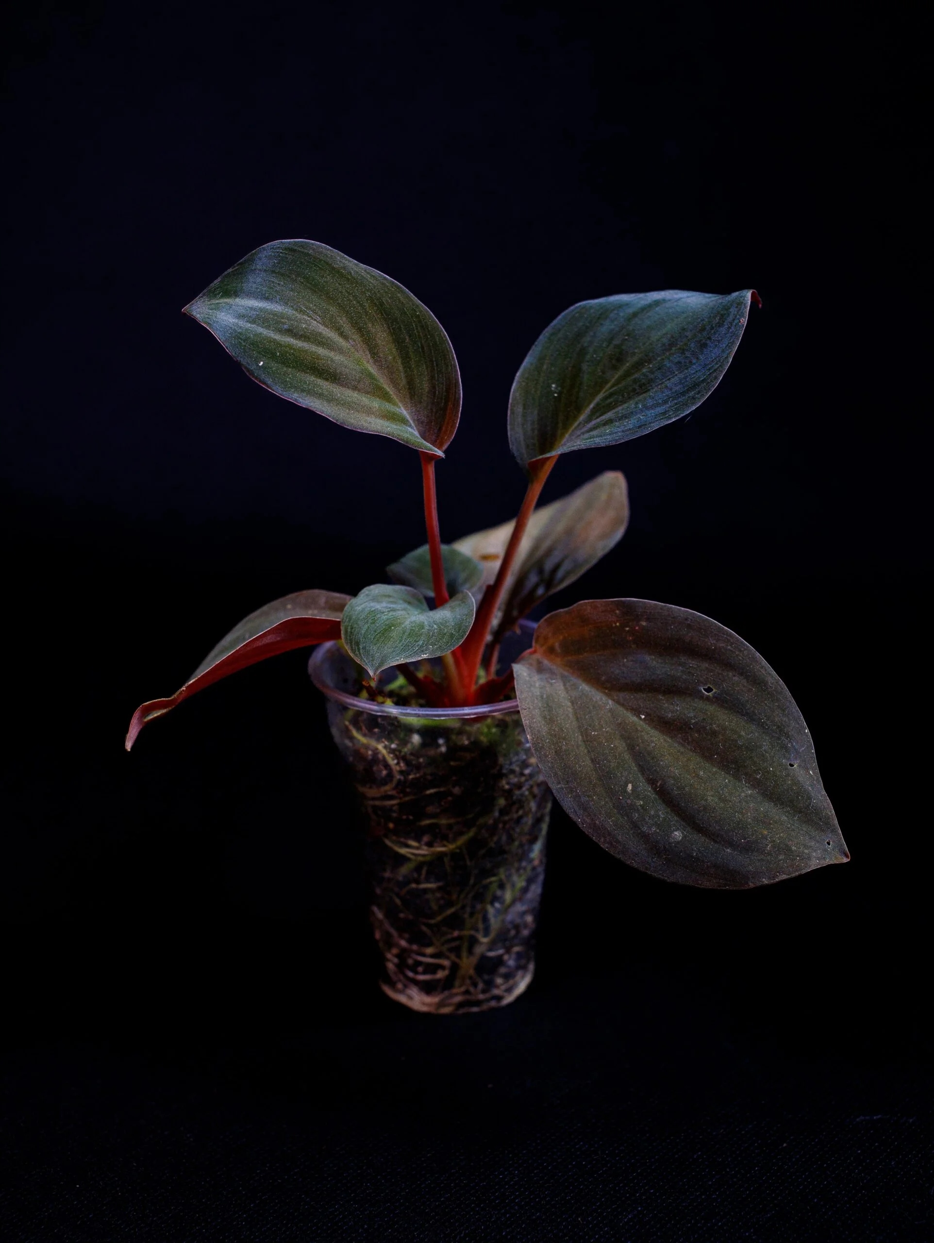 Levně Homalomena Humilis sp. „Mini“