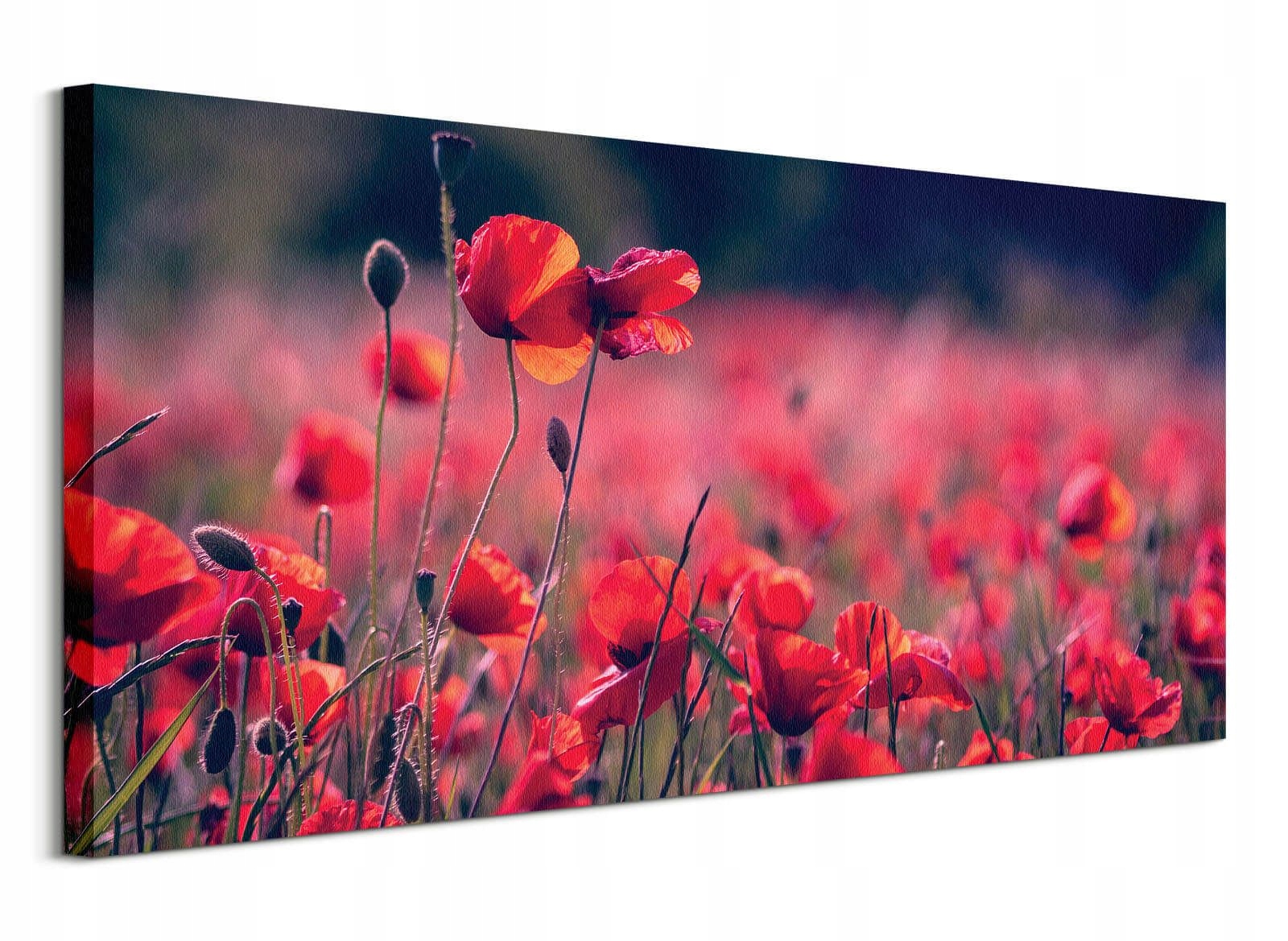 

Łąka czerwonych Maków obraz na płótnie 100x50 cm