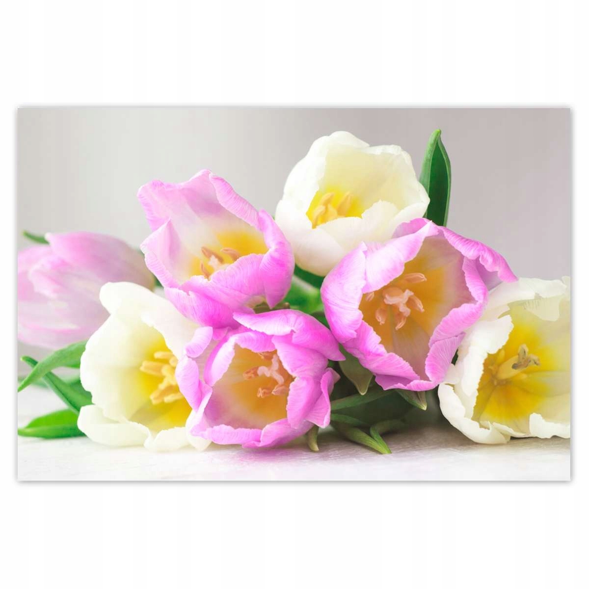 Plakáty 200x135 Jemné tulipány