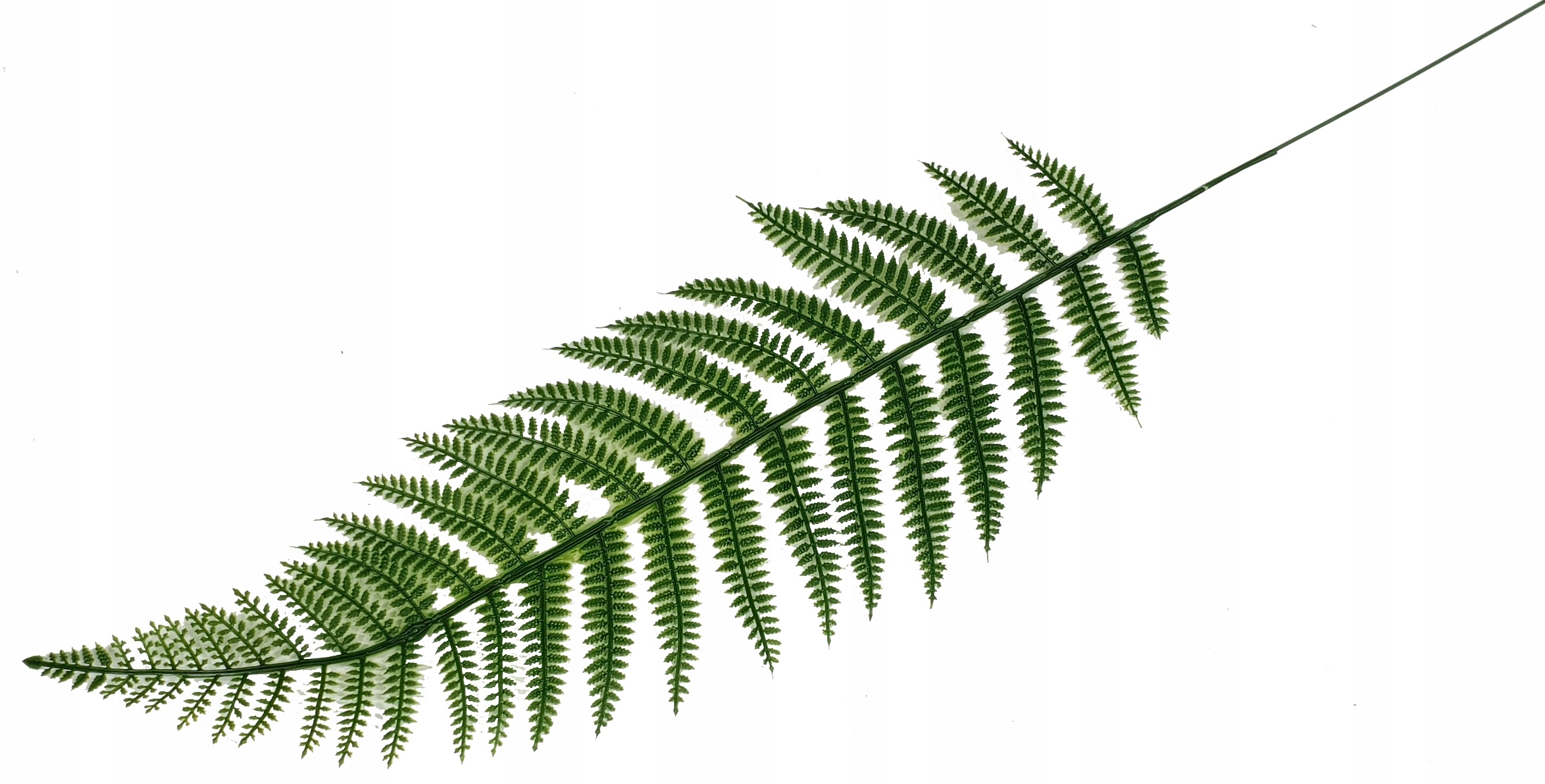 LIŚĆ GUMOWY PAPROĆ PAPROTKA LIŚCIE SZTUCZNE