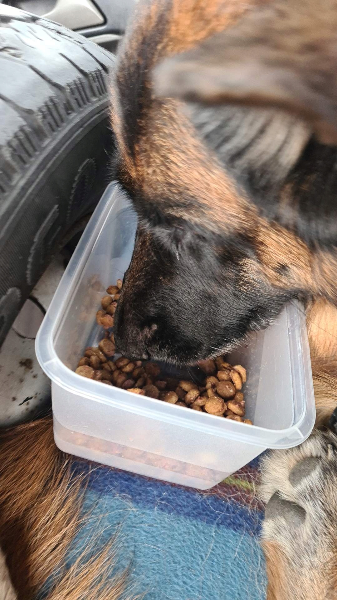 KARMA Z WOŁOWINĄ DLA PSÓW DOROSŁYCH BELLOSAN 10 KG Numer czasopisma 1