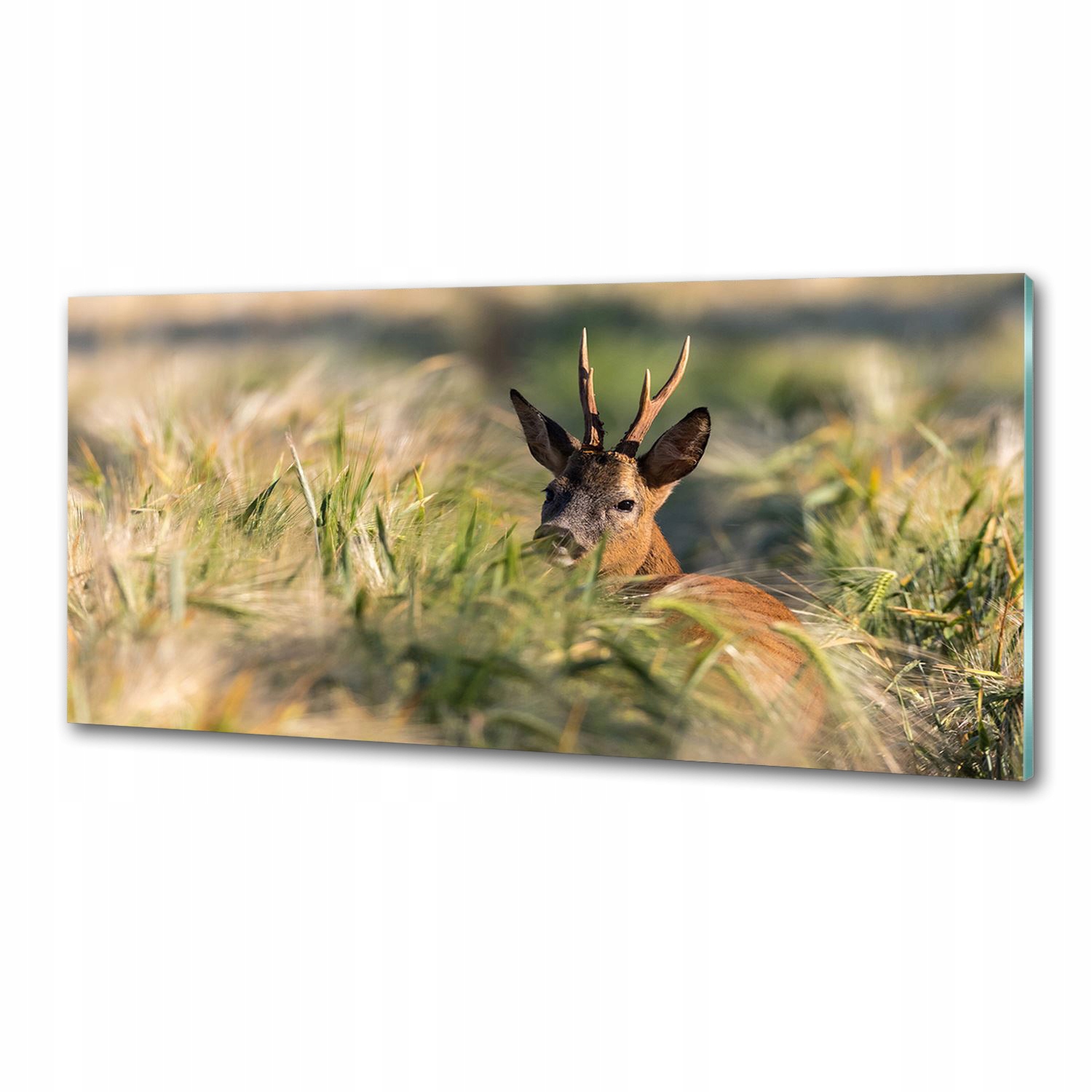 Dekoračný panel zo skla Srnka v poli 125 x 50 cm Lepidlo