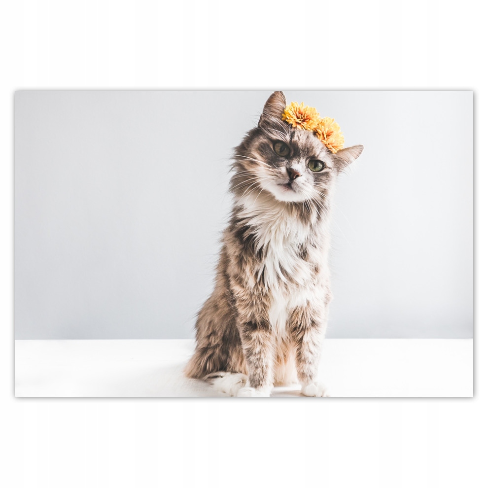 

Plakaty 93x62 Kot Kotki Koty Kicia