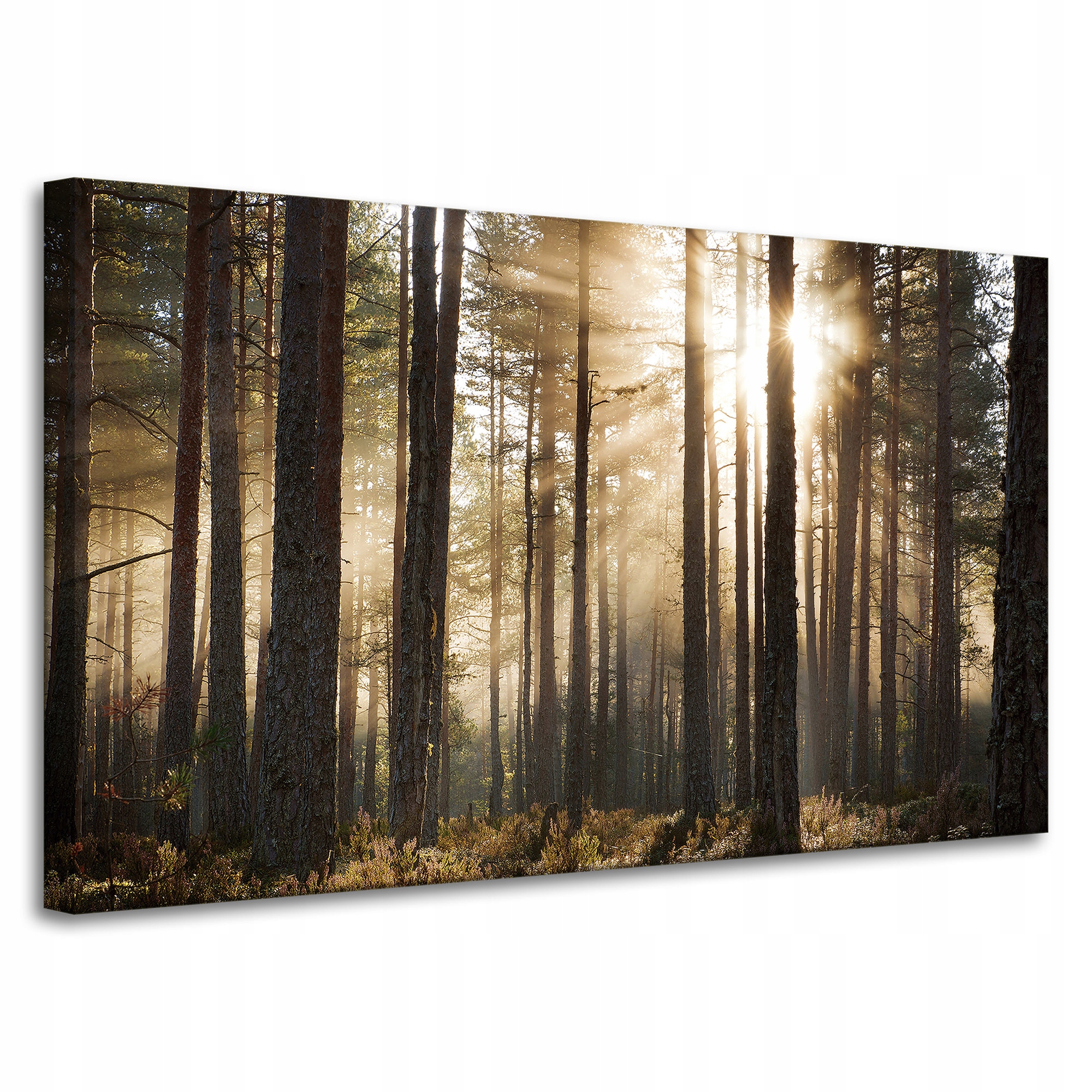 Obraz na plátně Slunce v lese Studené barvy Tráva 100x60 cm