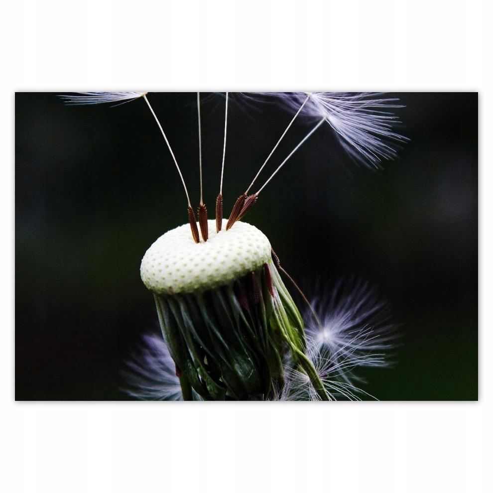 

Plakat 93x62 Dmuchawiec Kwiat Kwiatki