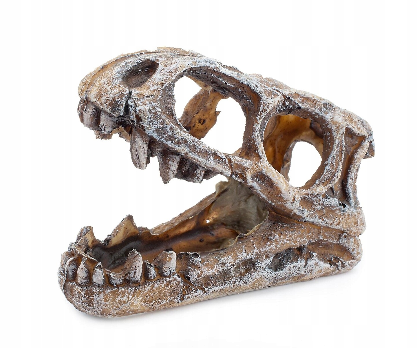 

Kryjówka do terrarium czaszka dinozaura 10 cm