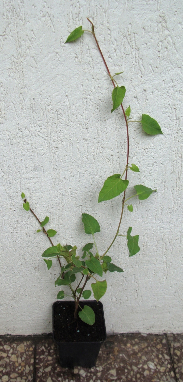 RDEST AUBERTA - sadzonki 50cm w doniczkach ! Nazwa łacińska inna