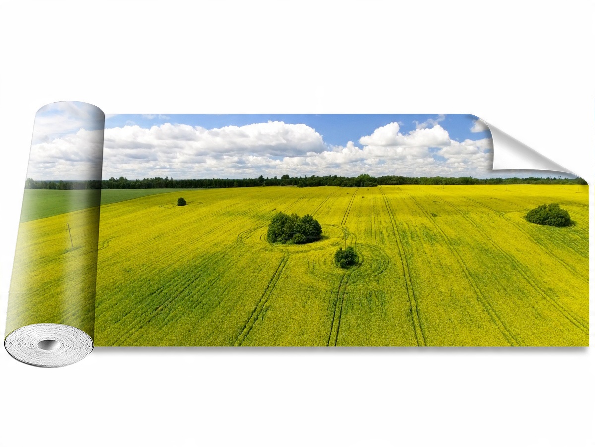 

Tapeta Samoprzylepna Pole rzepaku - 250x104
